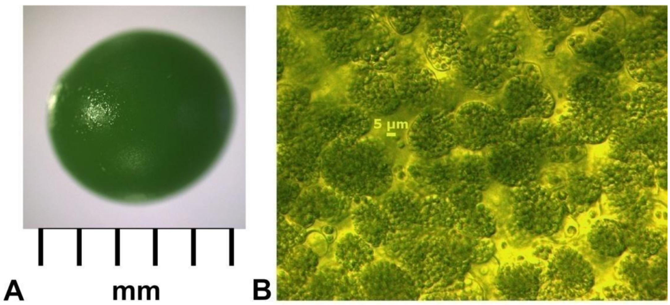 Energies 14 07170 g002