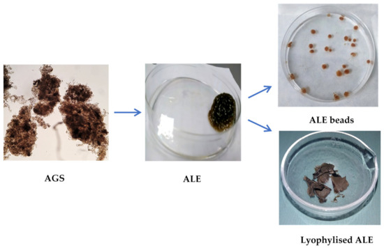 Biopolymers in Aerobic Granular Sludge—Their Role in