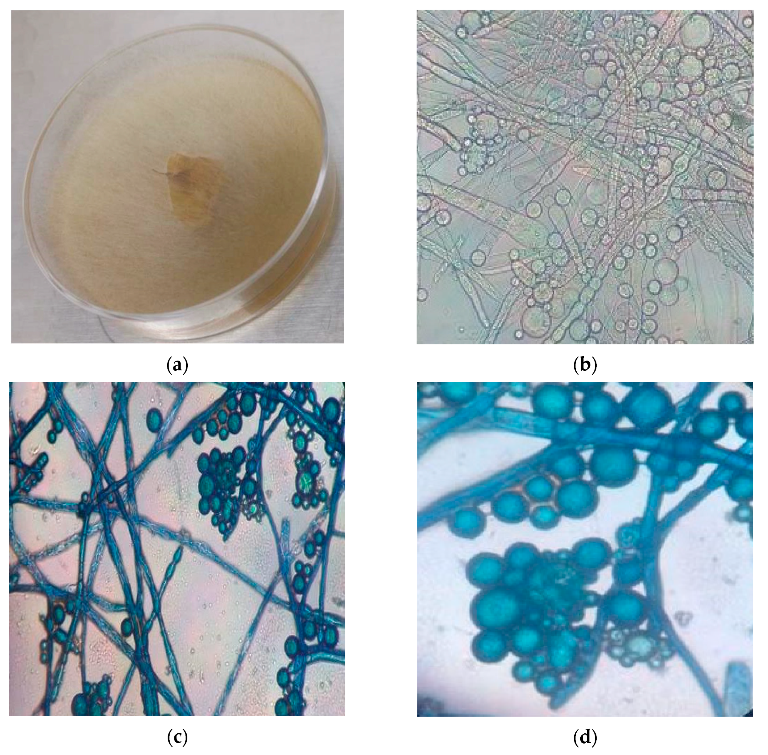 Energies 15 00906 g001 550