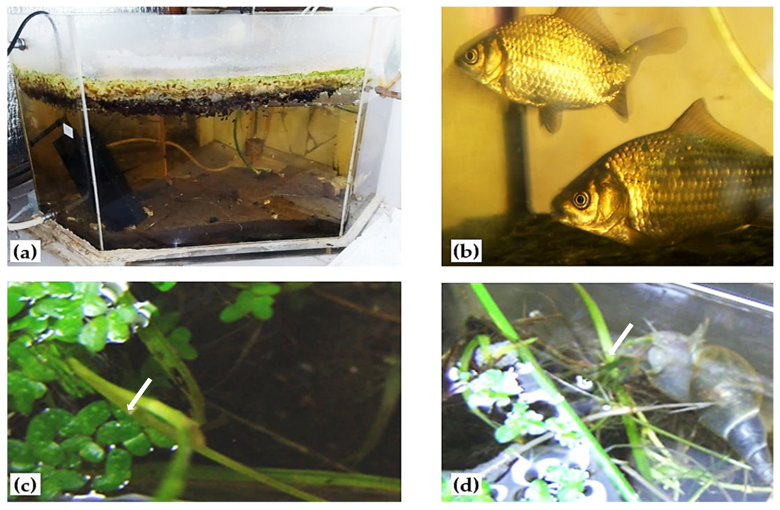 Energies 15 00911 g006