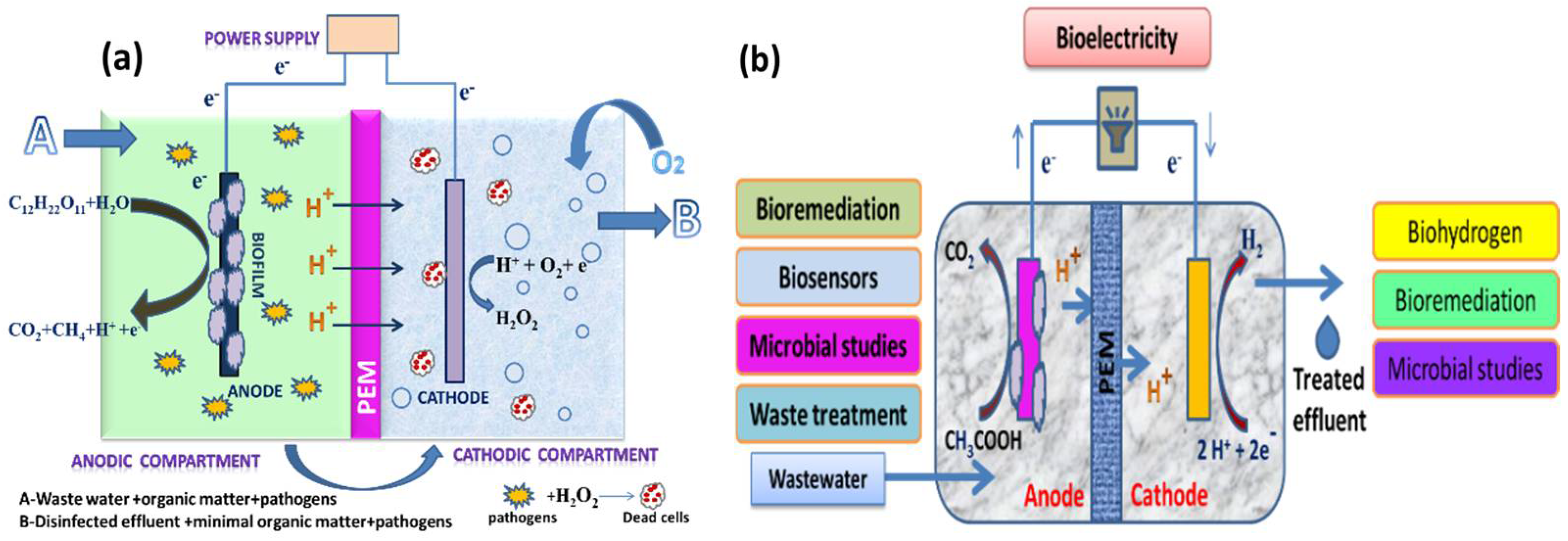 MEEP - Microbial/Enzymatic Electrochemistry Platform: 2025 : European Fuel  Cell Forum