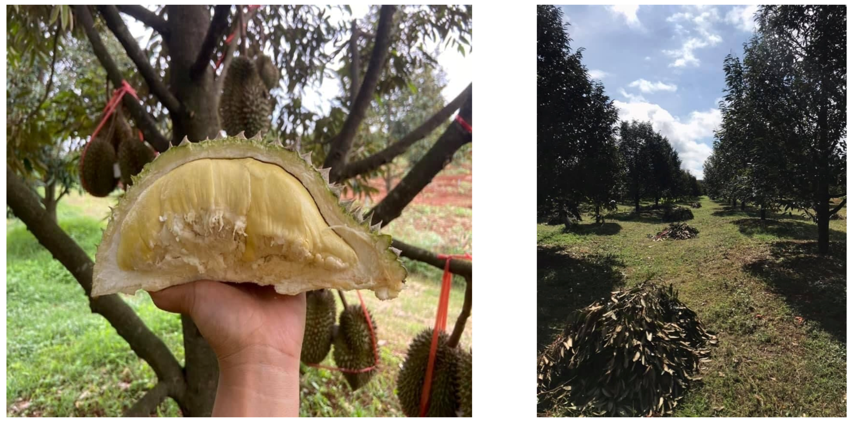 Energies 15 02890 g002