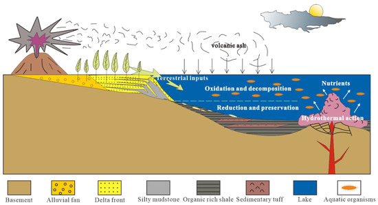 Sedimentary Environment and Model for Organic Matter