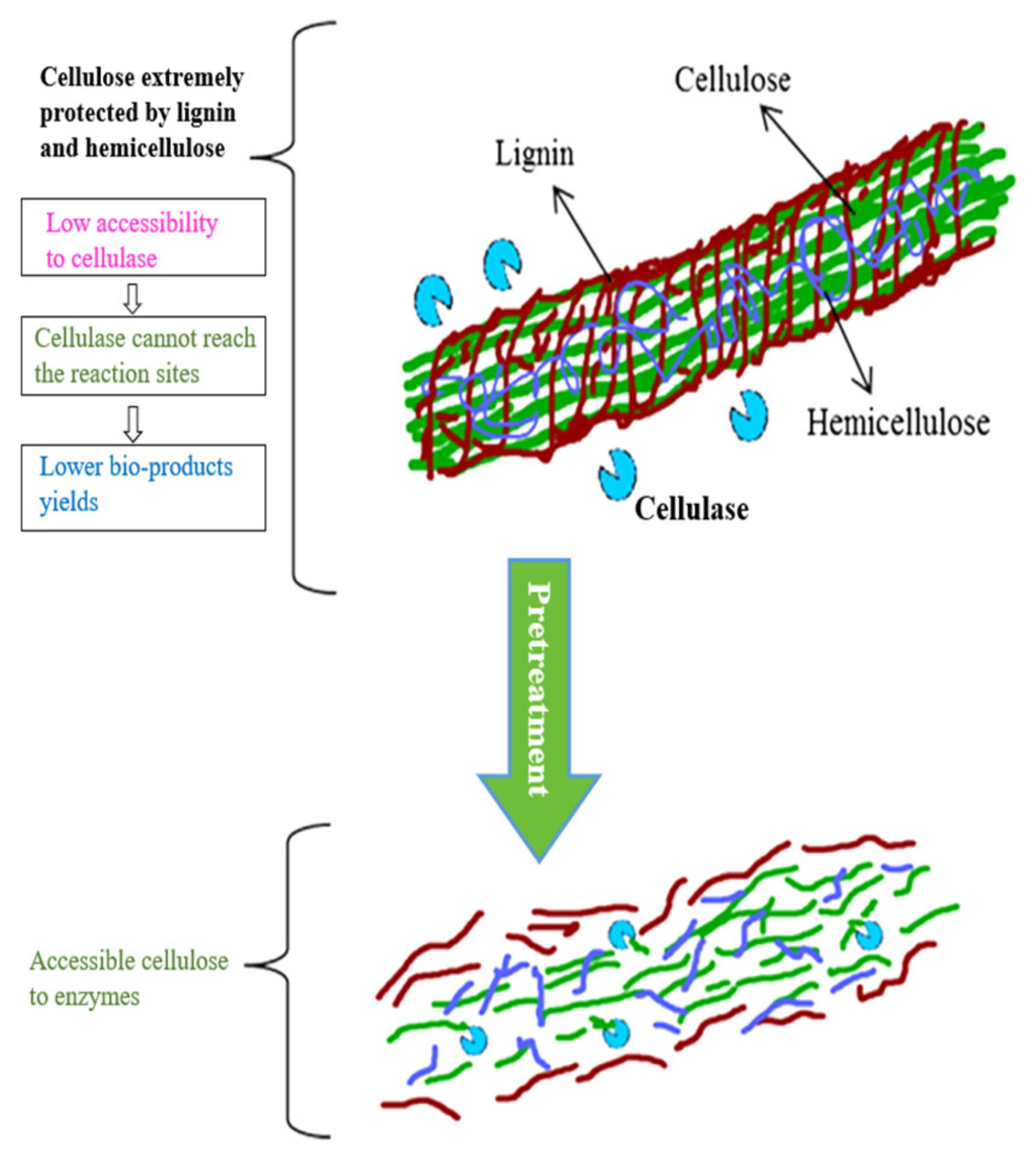 Energies | Free Full-Text | Assessment of the Pretreatments and  Bioconversion of Lignocellulosic Biomass Recovered from the Husk of the  Cocoa Pod