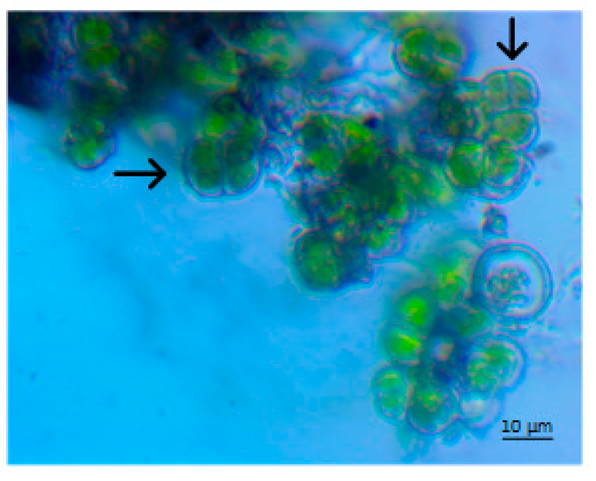 Energies 15 05216 g005