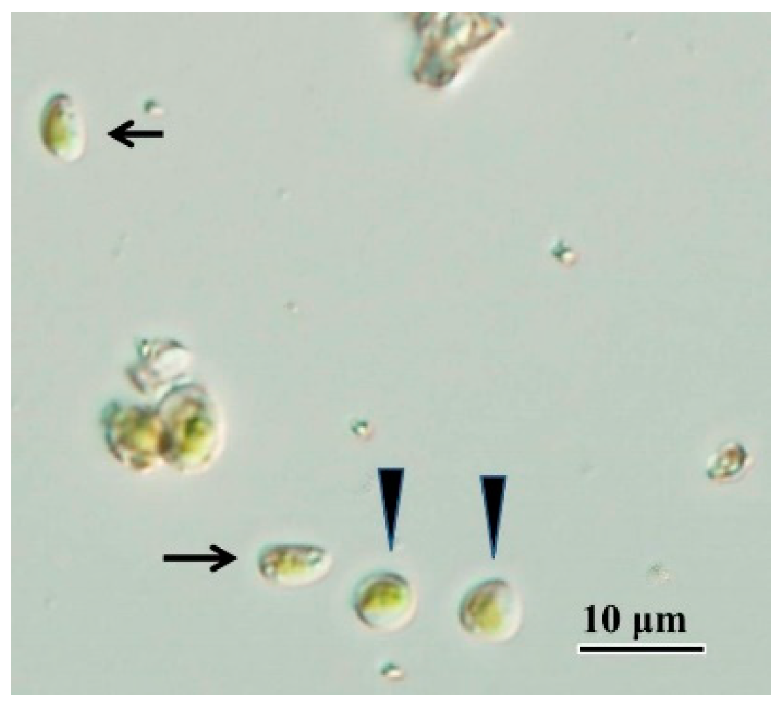 Energies 15 05216 g006