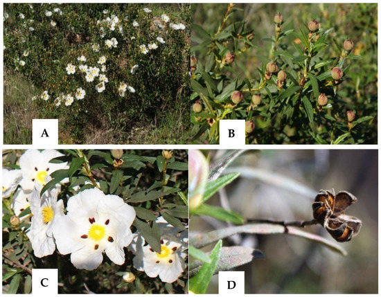 Image of Cistus ladanifer plant in a botanical garden