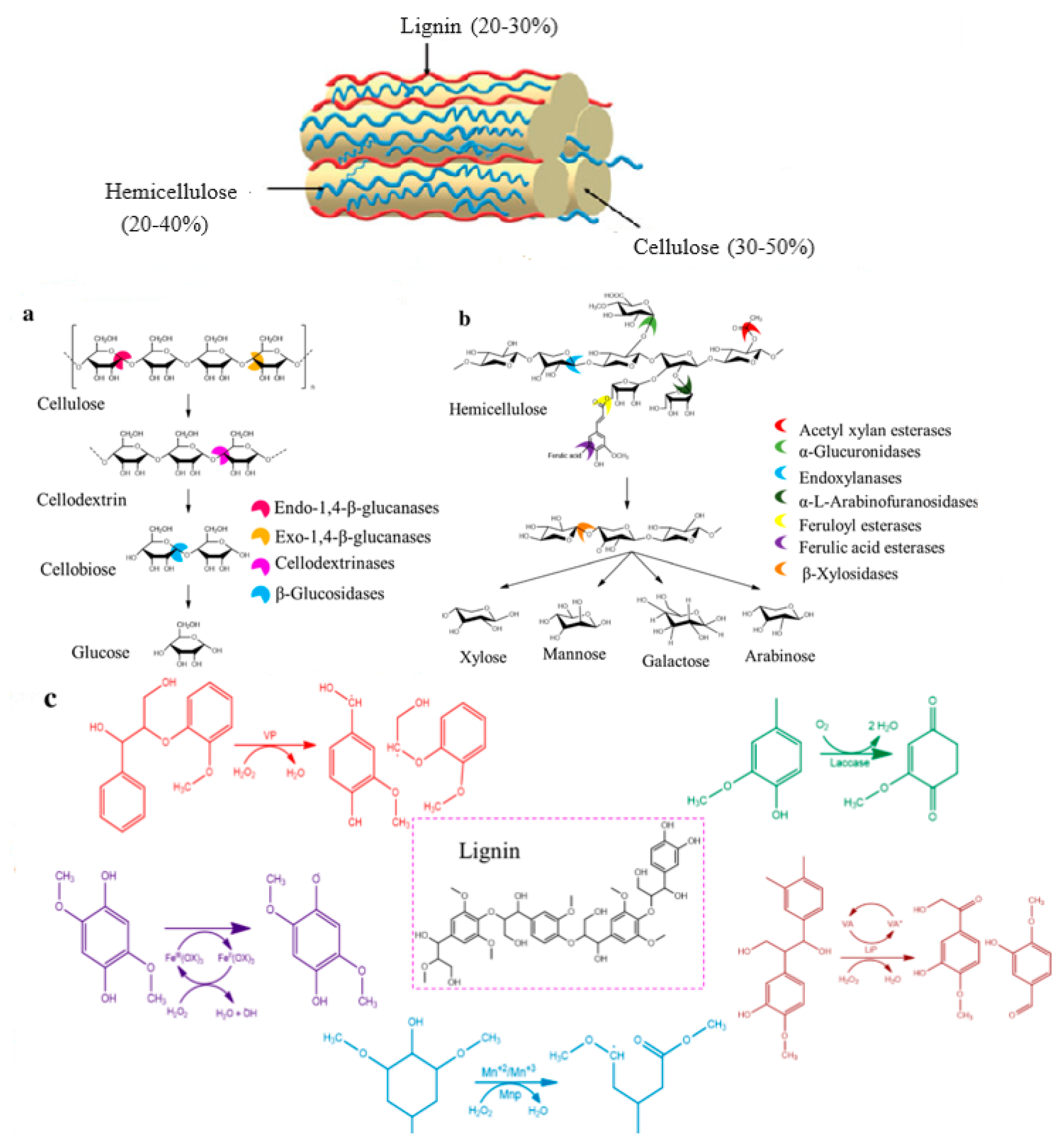 The Production of Bioethanol from Lignocellulosic Biomass 