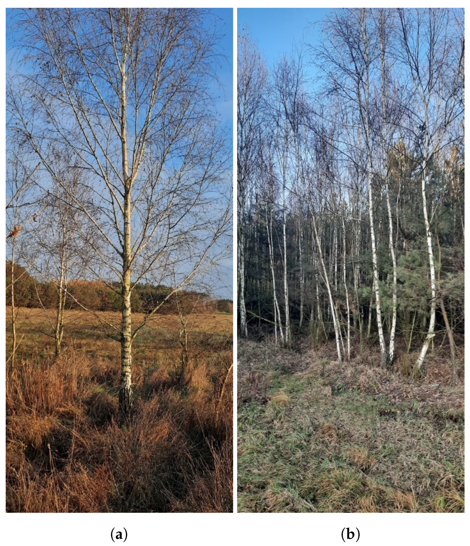 Energies 17 04104 g002 Energies 17 04104 g002