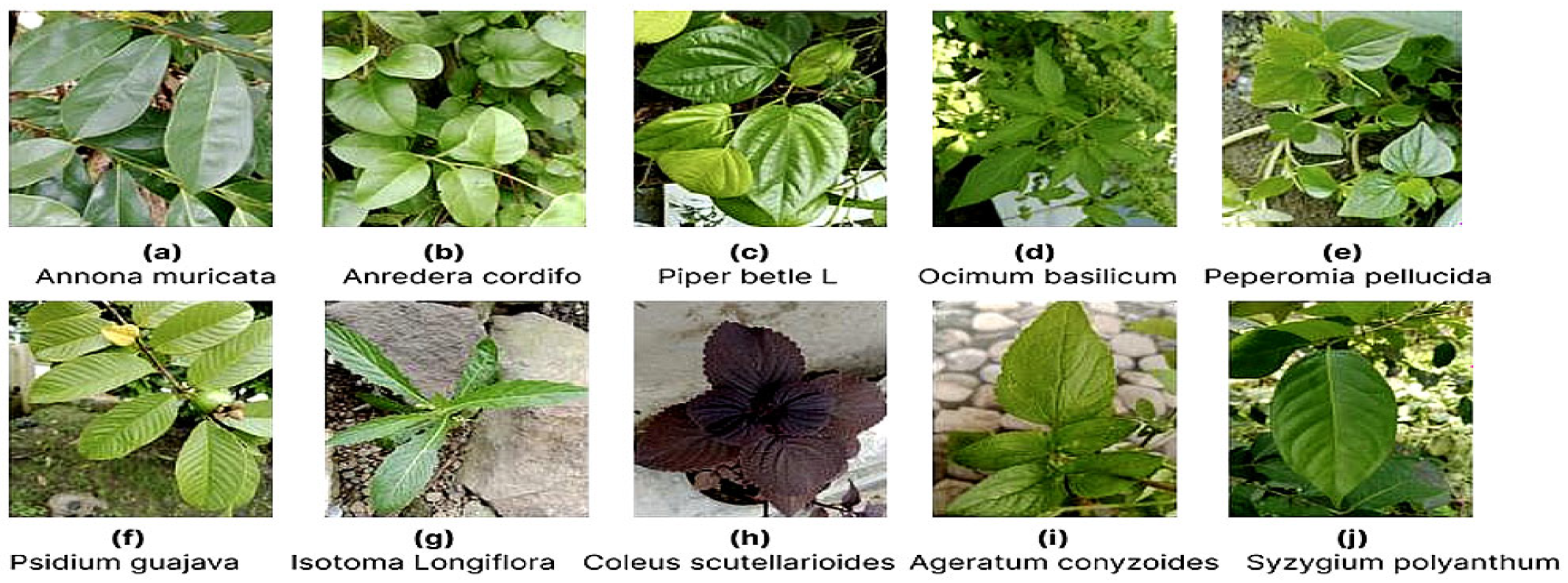 Engproc 107 00102 g001 Engproc 107 00102 g001