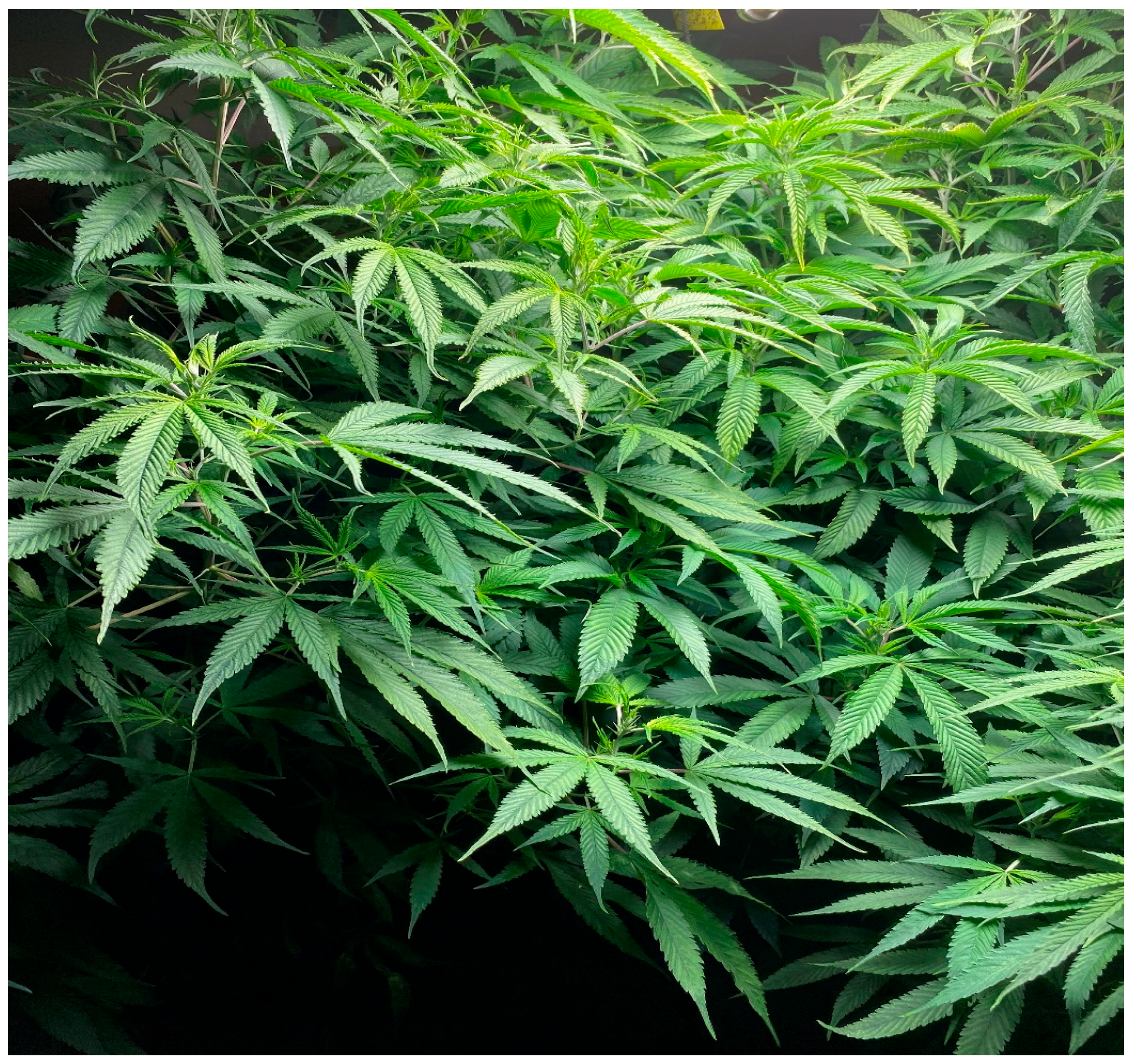 Engproc 116 00008 g001