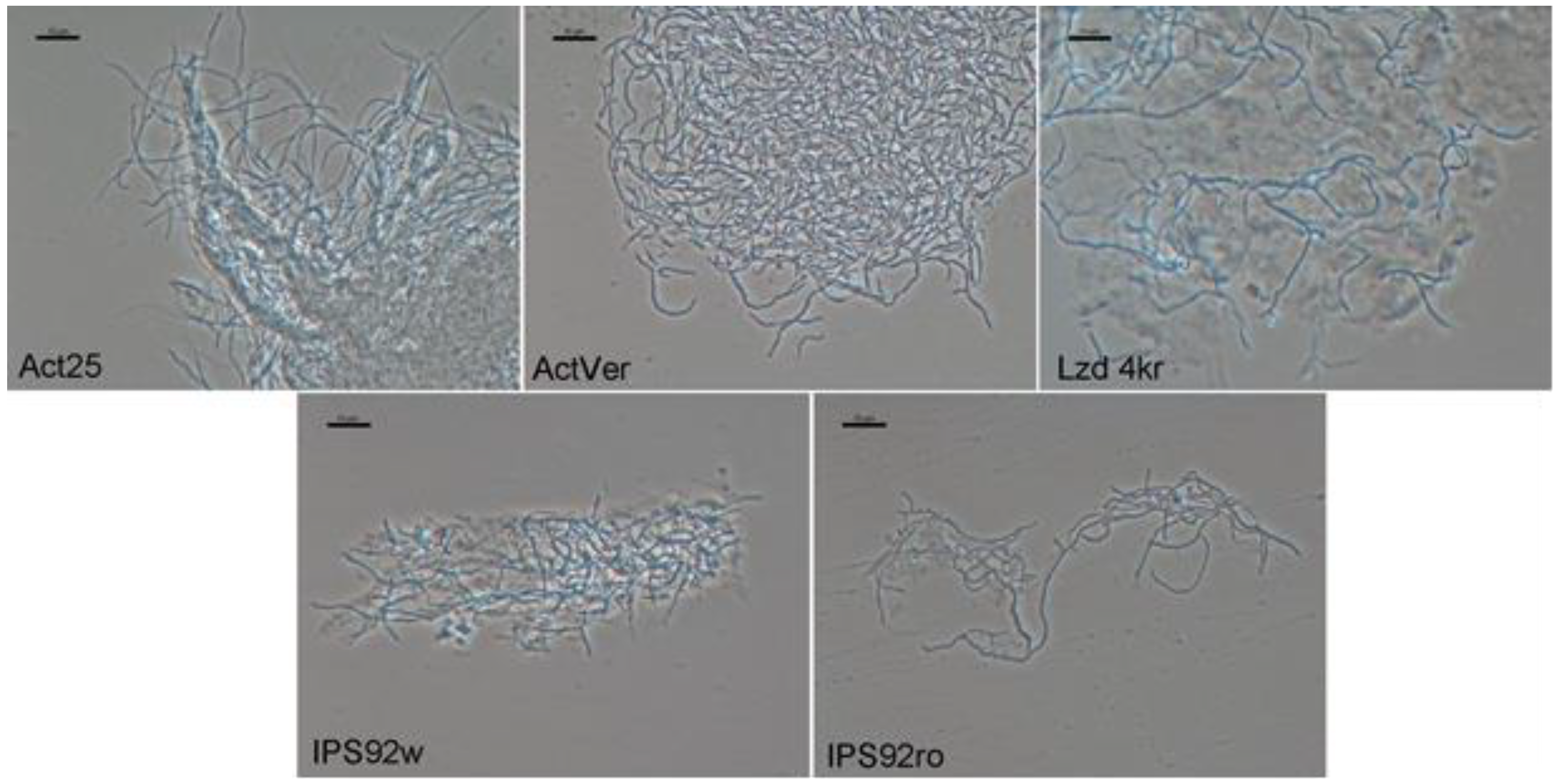 Engproc 37 00035 g001