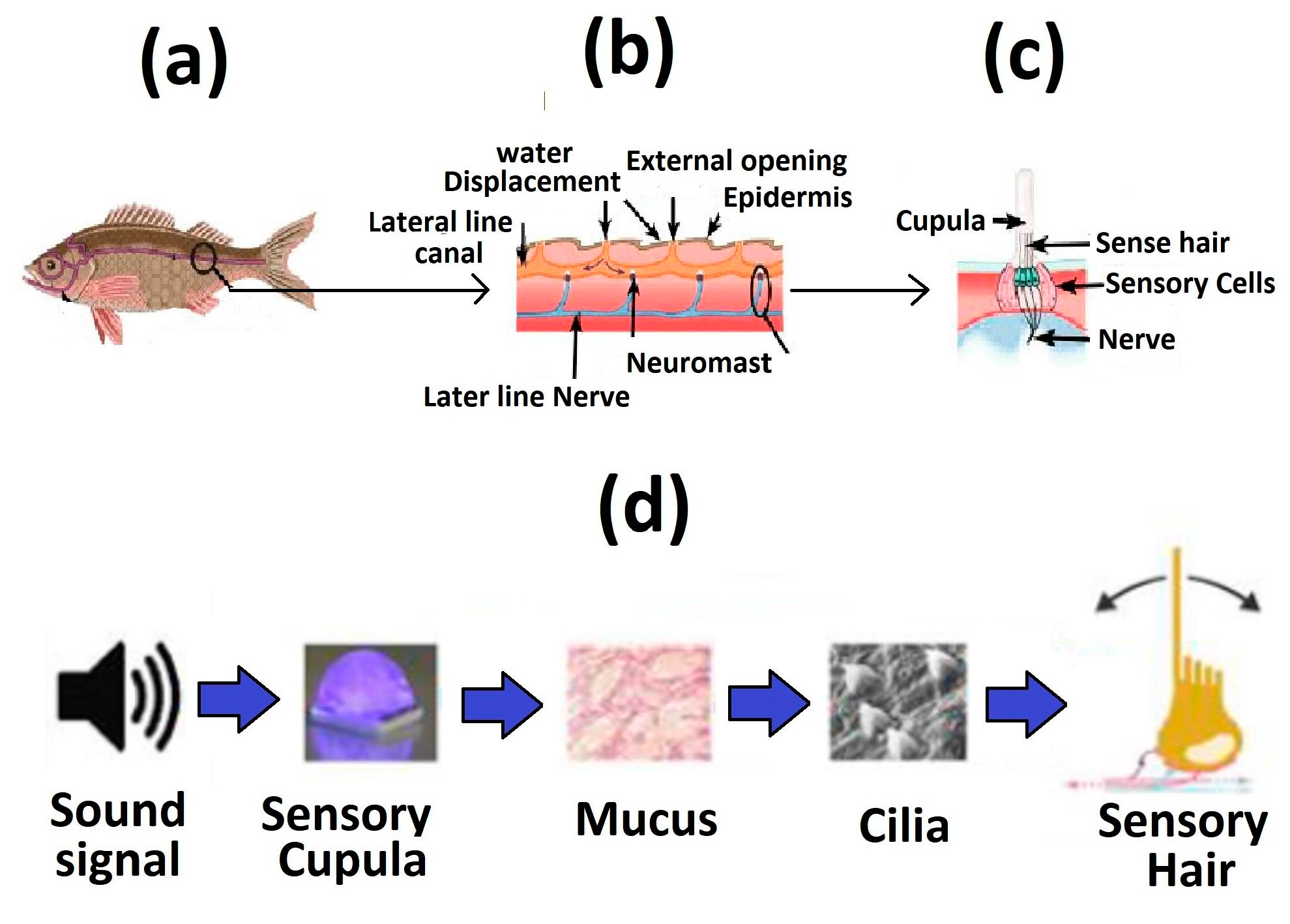 Engproc 37 00064 g001 550