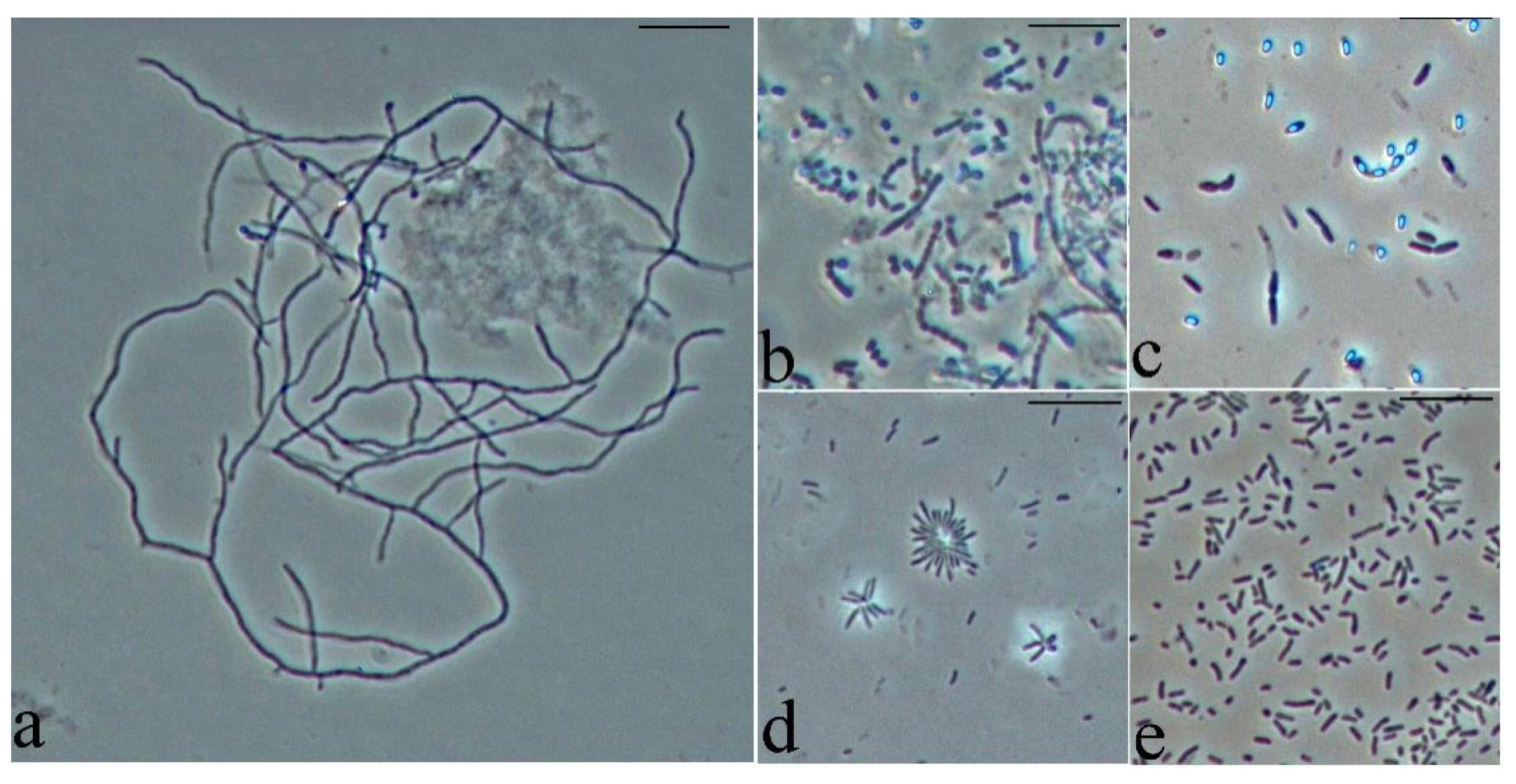 Engproc 37 00121 g001 550