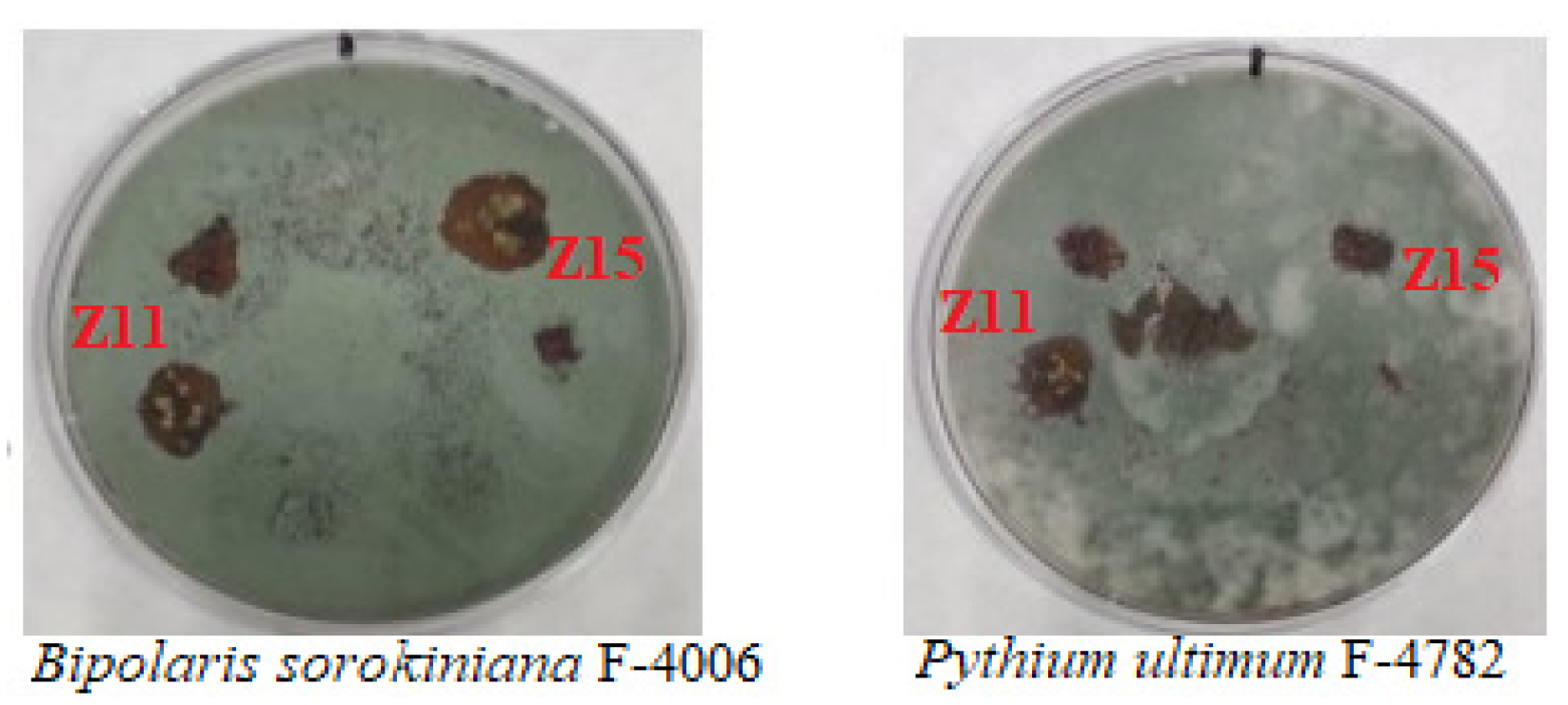 Engproc 37 00121 g003 550