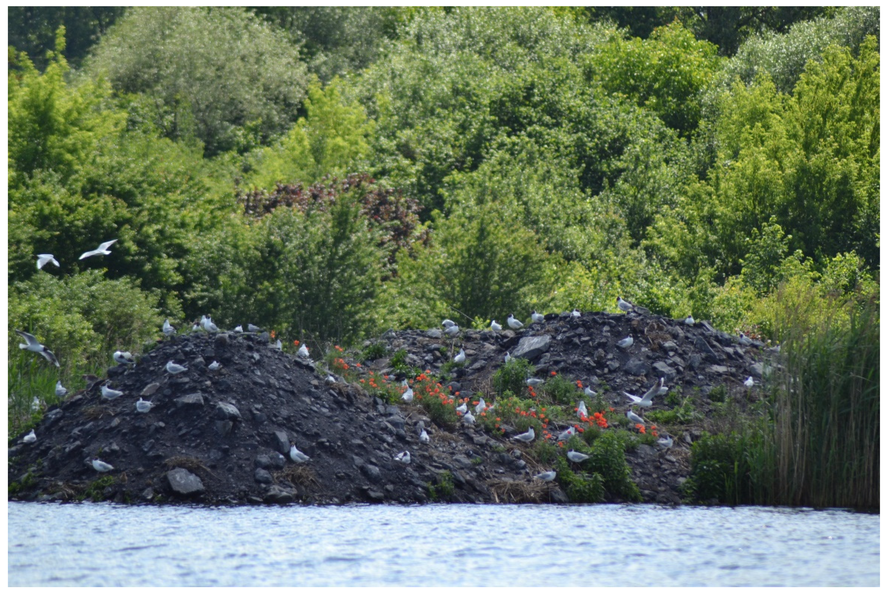 Engproc 57 00021 g001