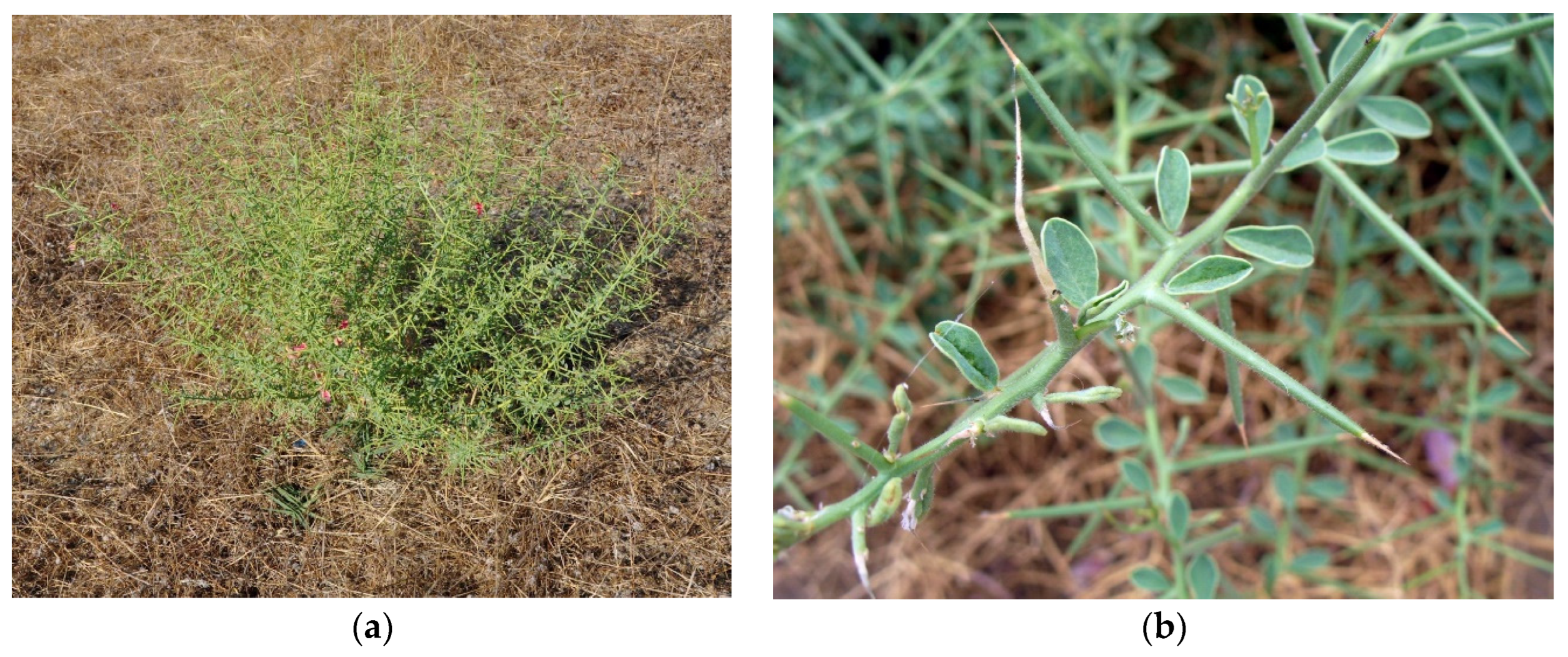 Engproc 67 00032 g001