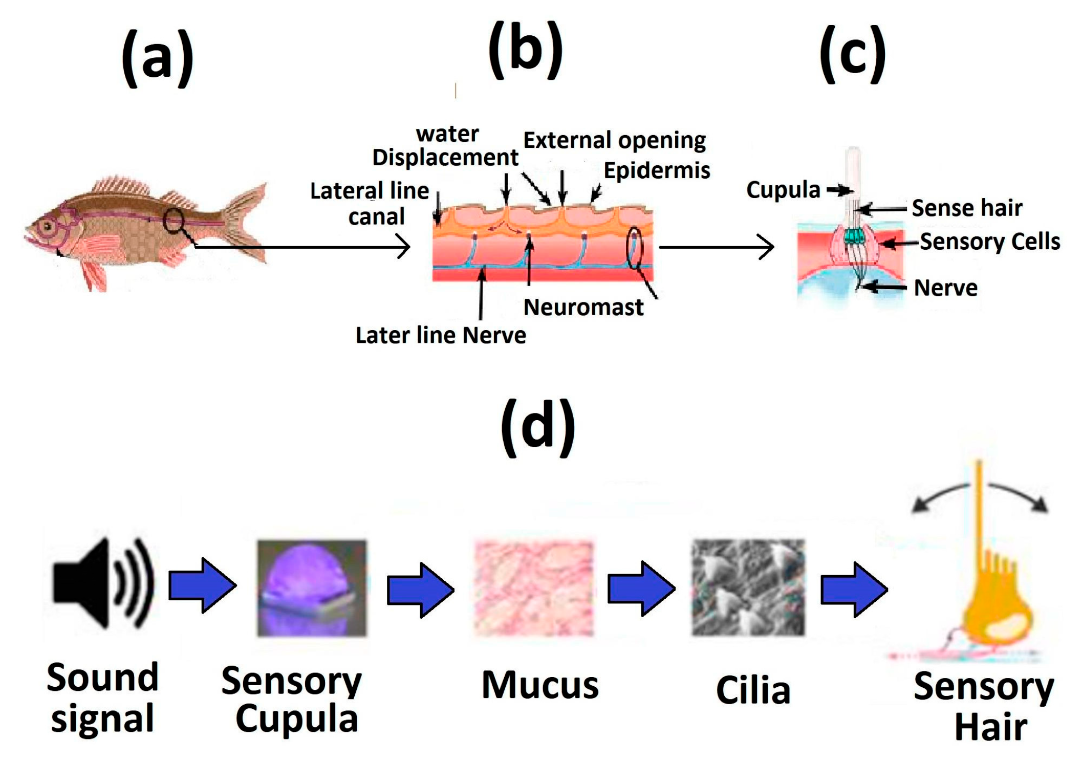 Engproc 82 00116 g001