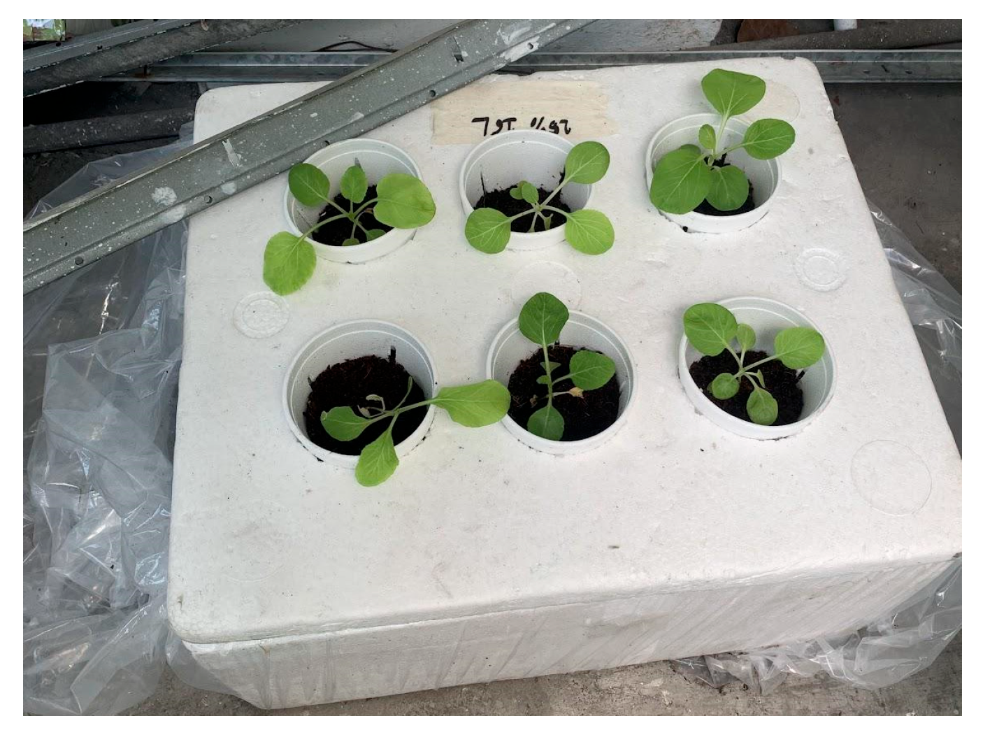 Engproc 87 00062 g001