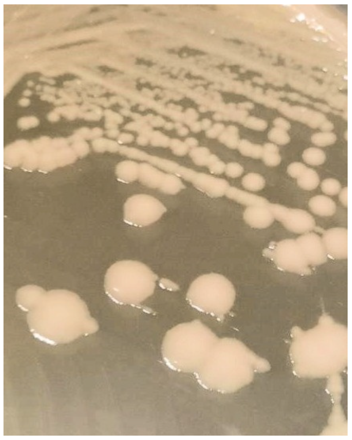 Engproc 87 00083 g001