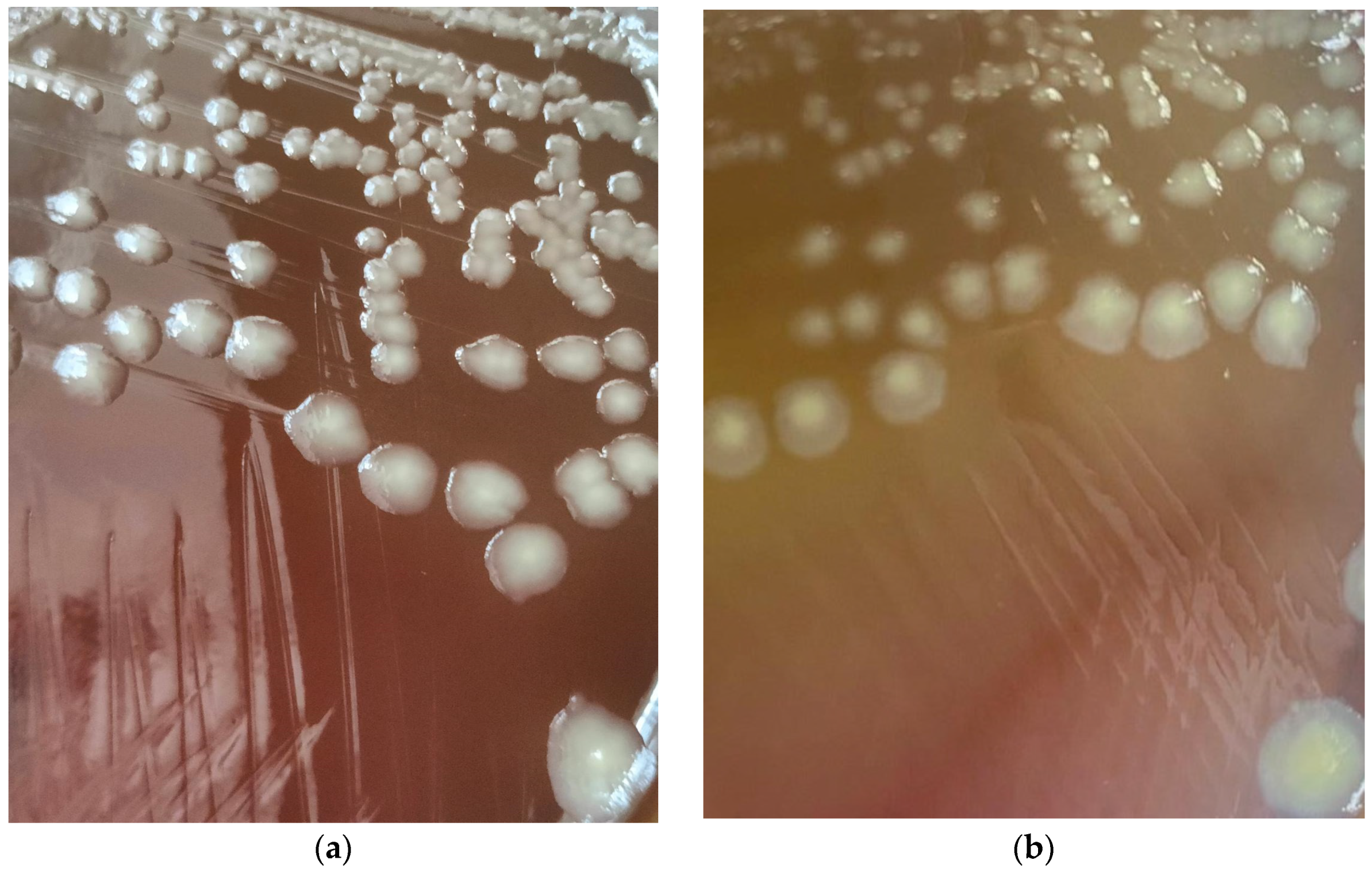 Engproc 87 00083 g002