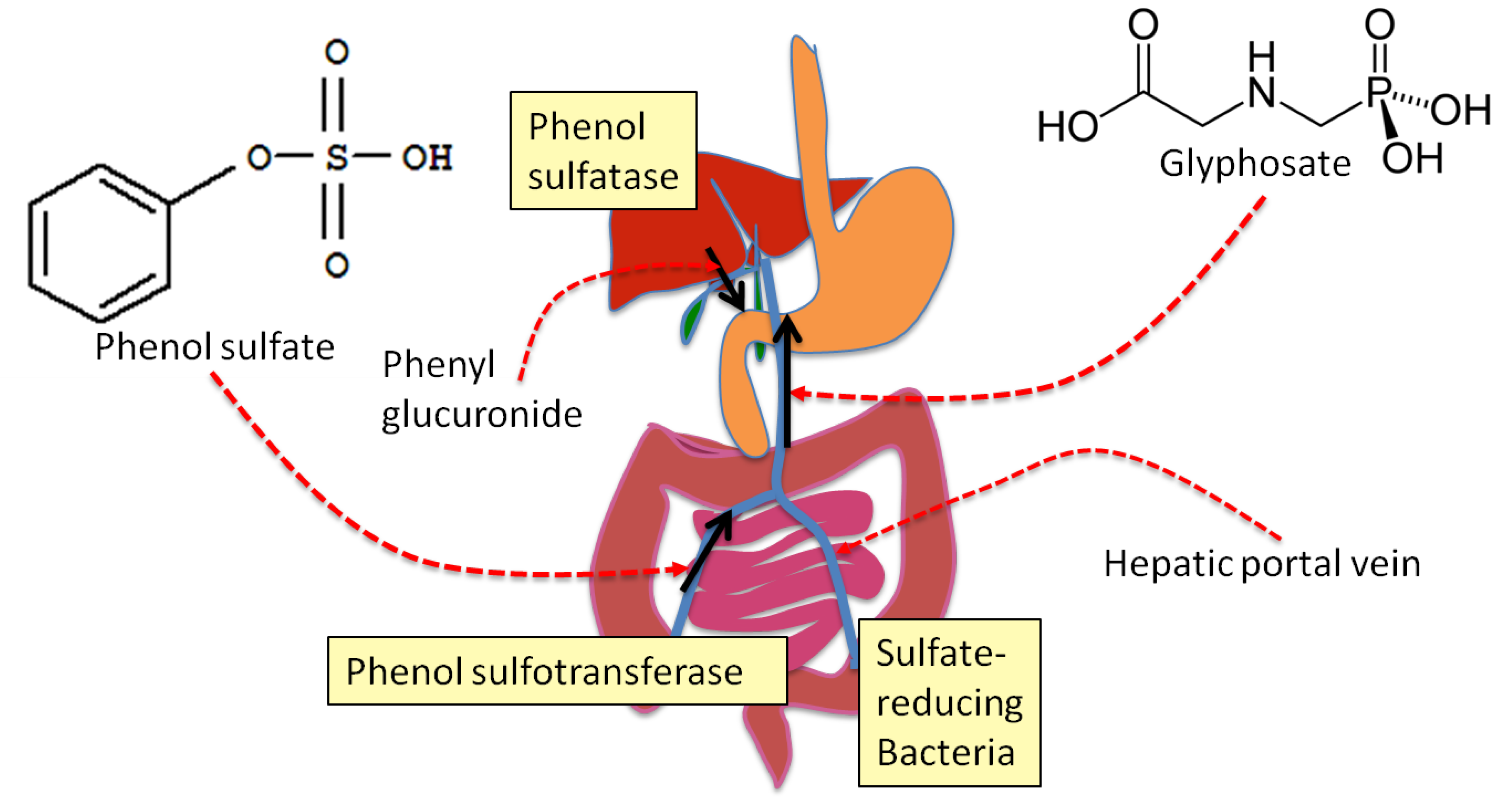 Toxicity pathways. Toxicity pathways describe the processes by