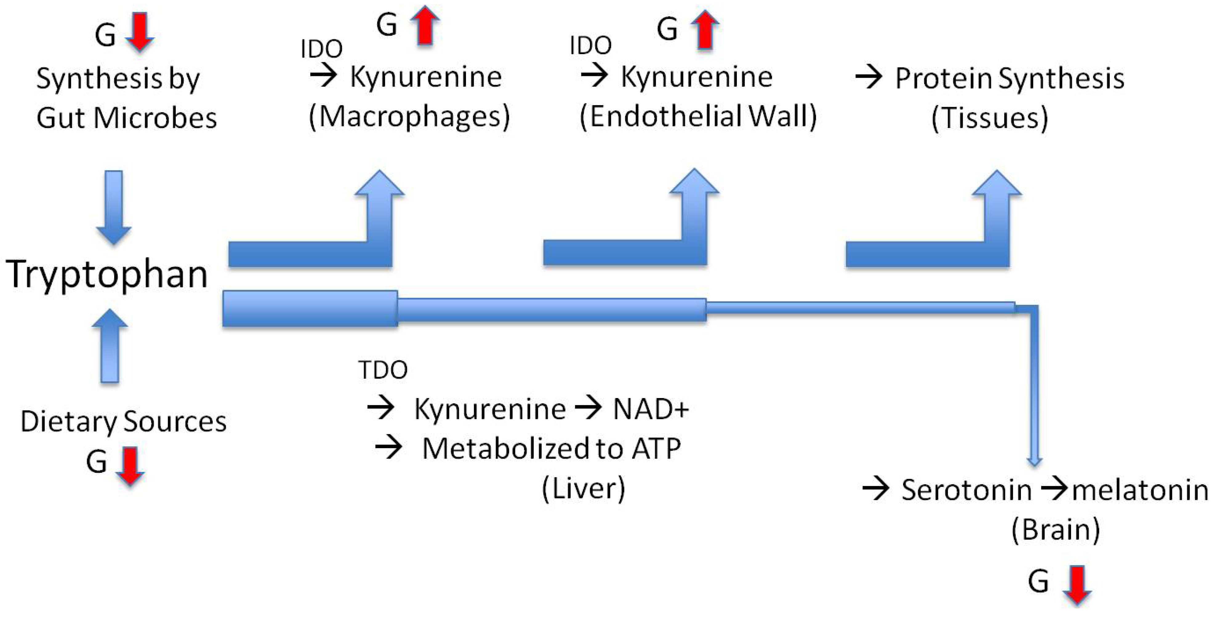 Entropy Free Full Text Glyphosate S Suppression Of Cytochrome P450 Enzymes And Amino Acid Biosynthesis By The Gut Microbiome Pathways To Modern Diseases Html