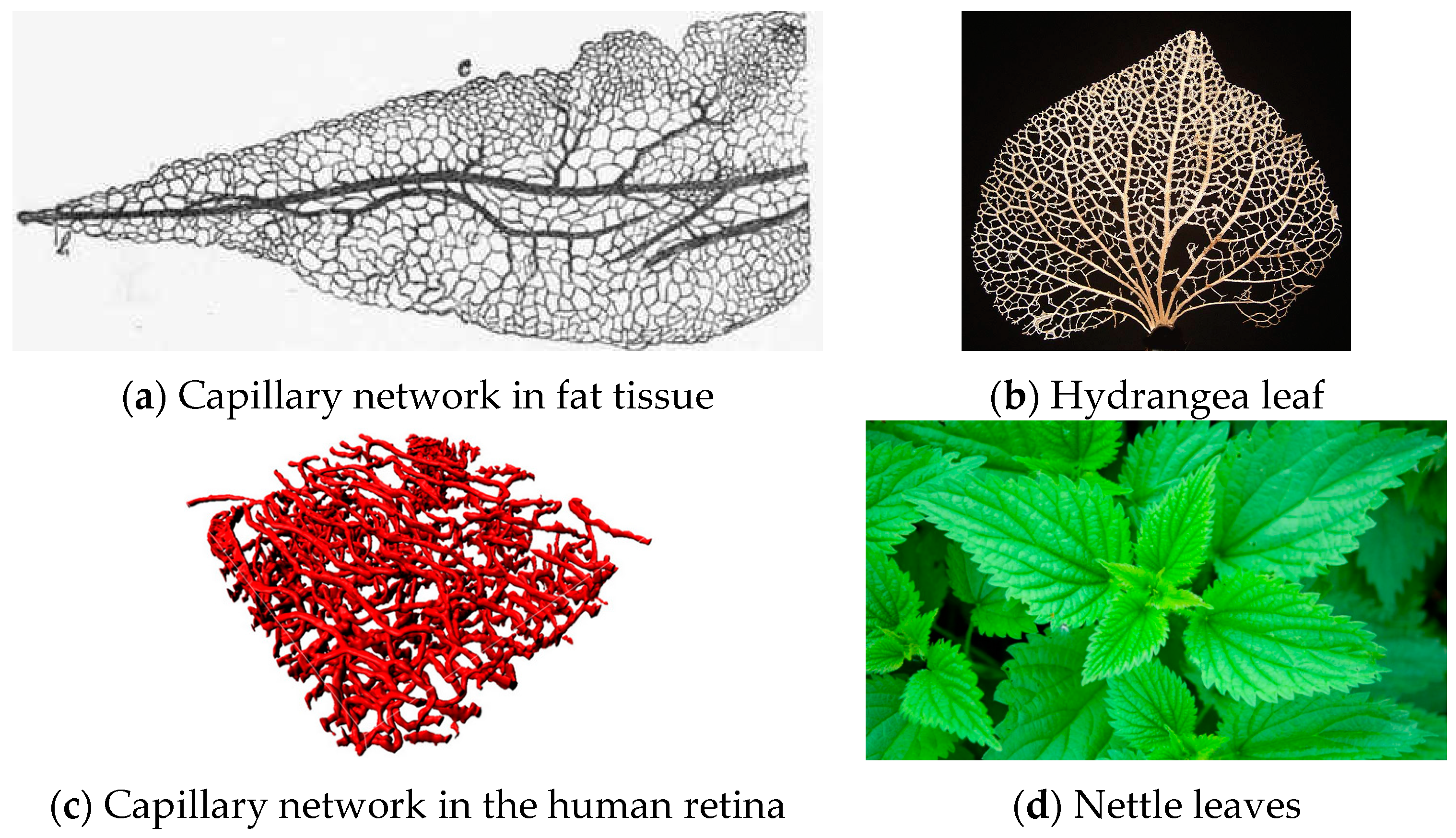 Entropy 18 00283 g006