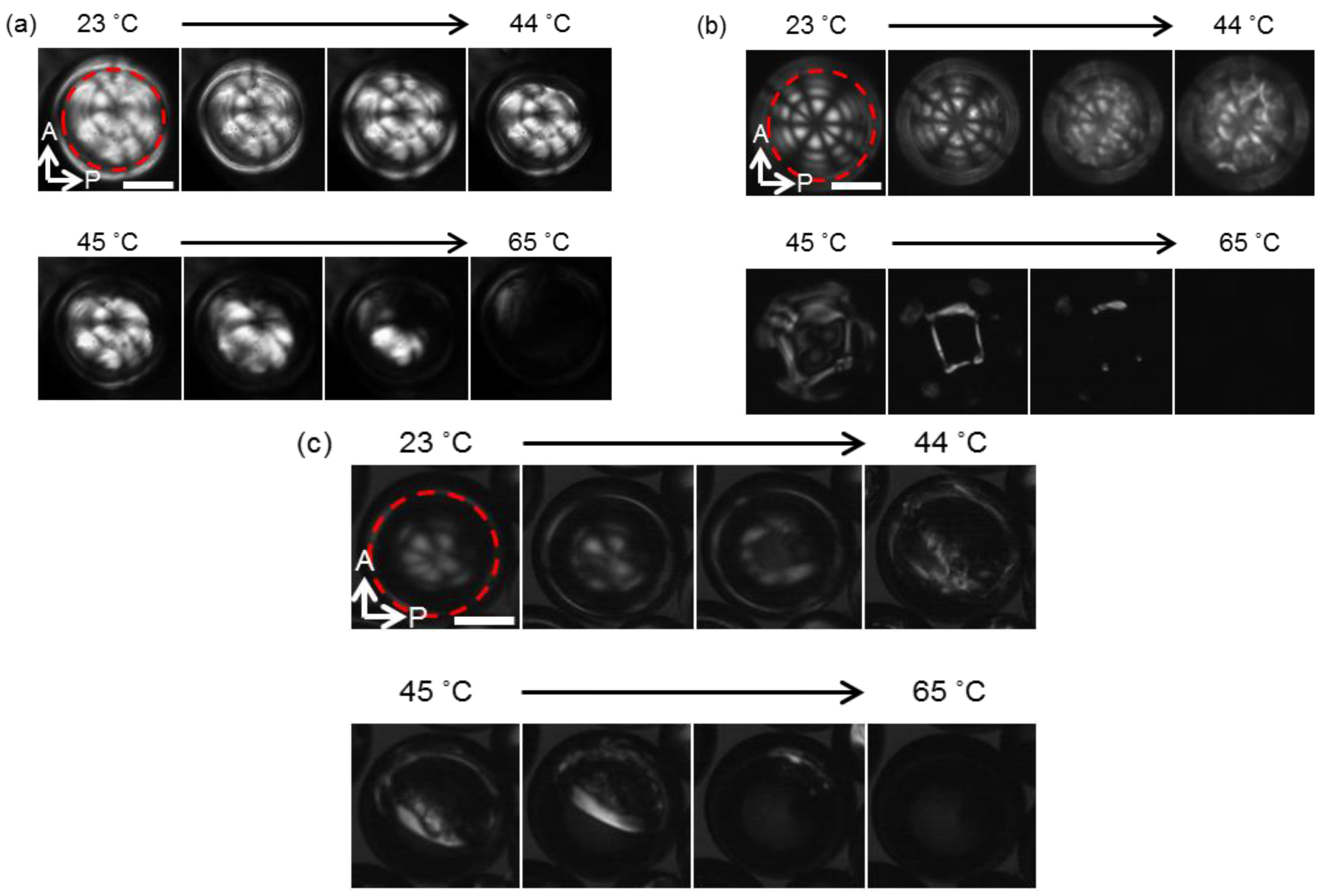 Entropy 19 00669 g005