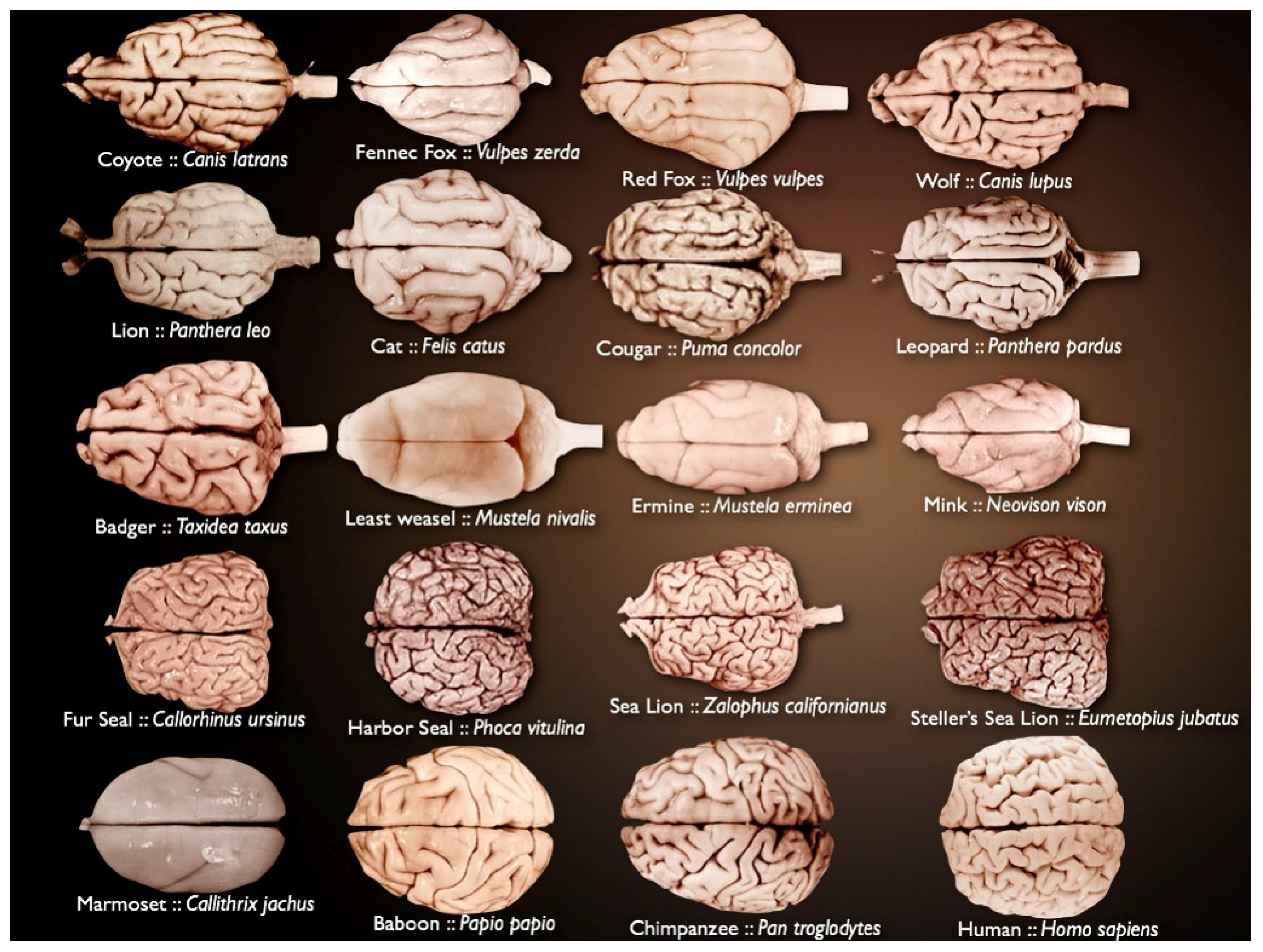 Entropy 21 00221 g001