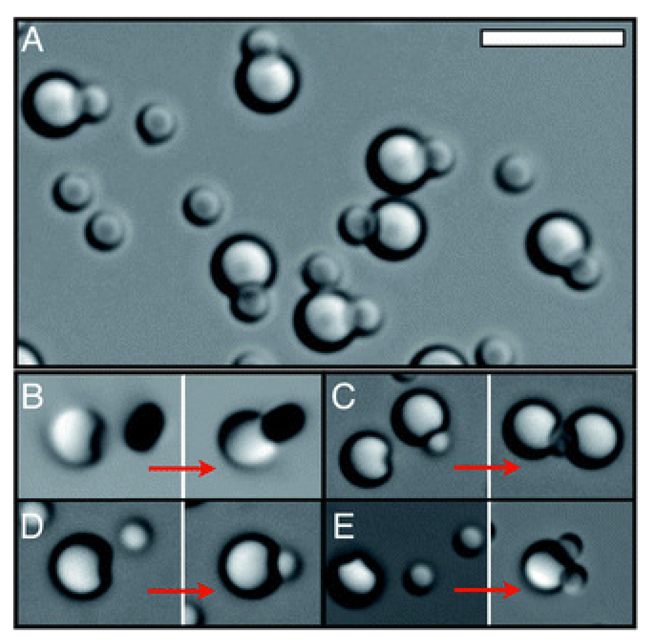 Entropy 22 00877 g003
