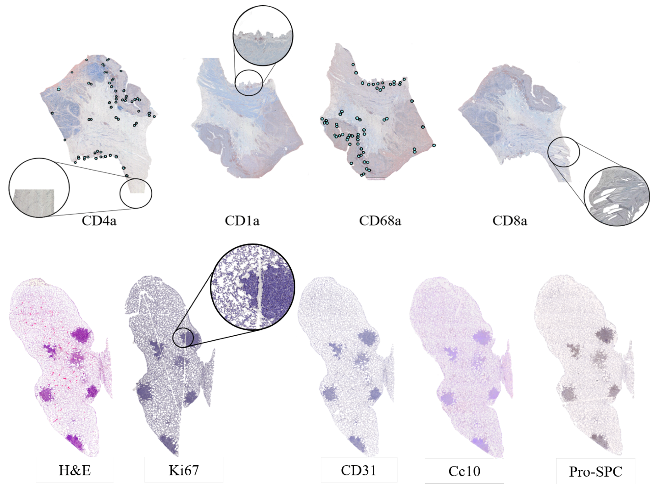 Entropy 22 00946 g003