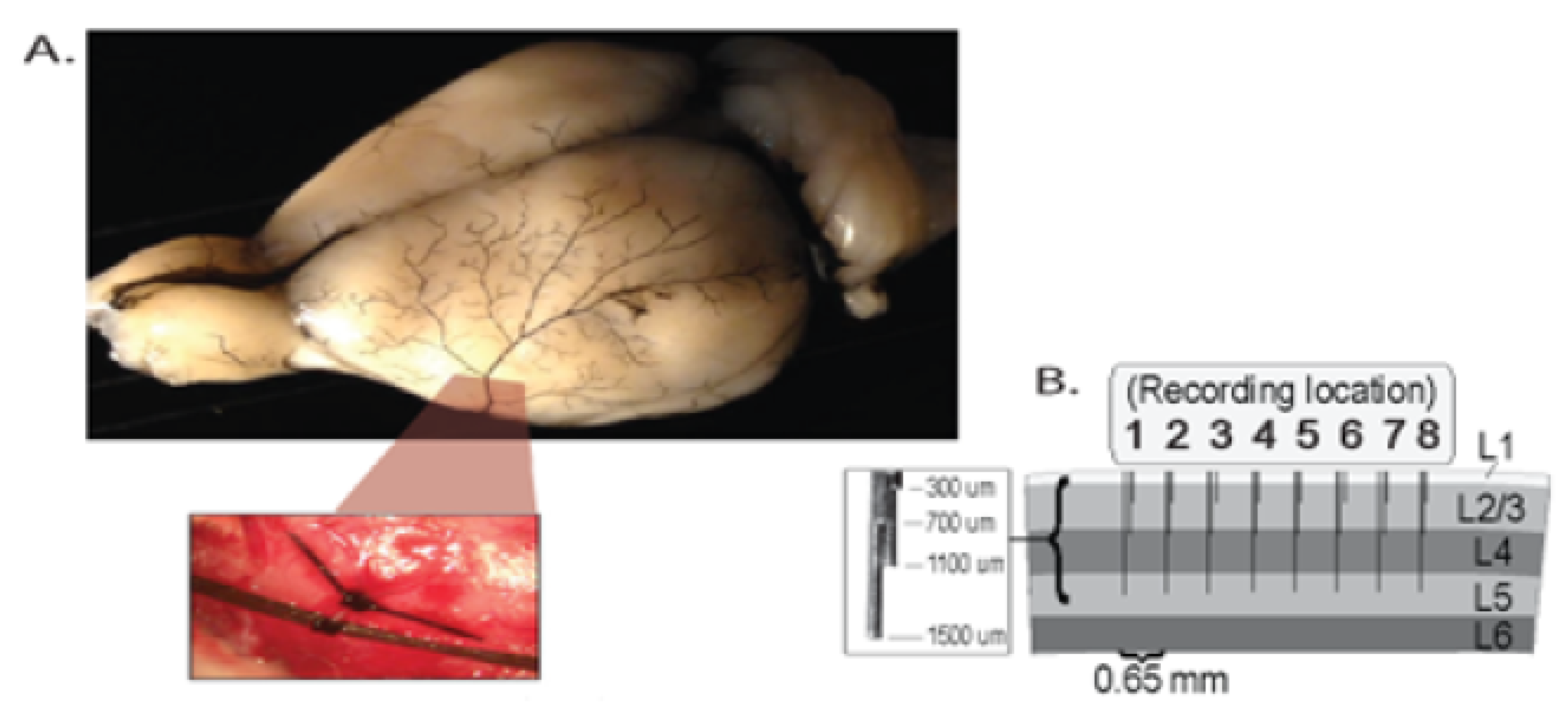 Entropy 22 01375 g001