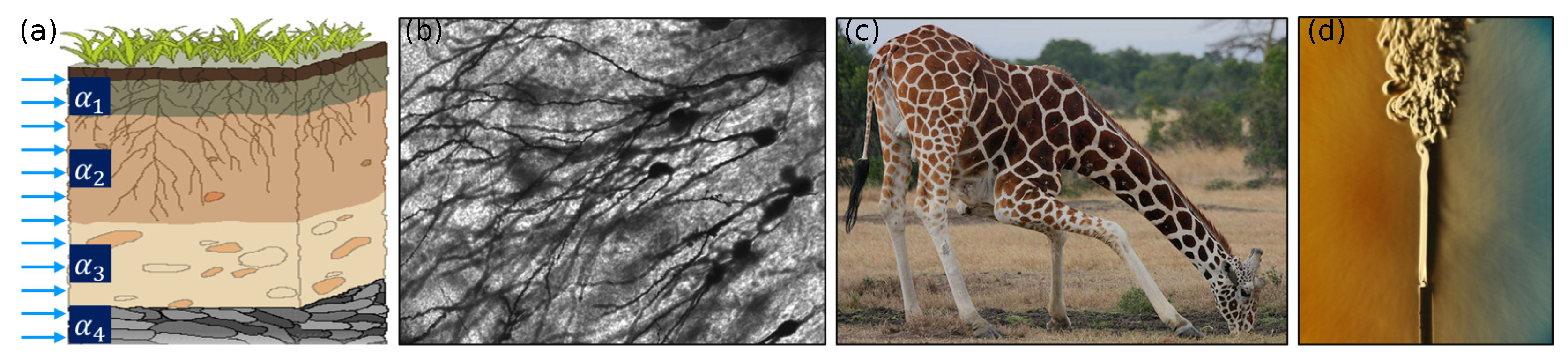 Entropy 23 00110 g005 Entropy 23 00110 g005