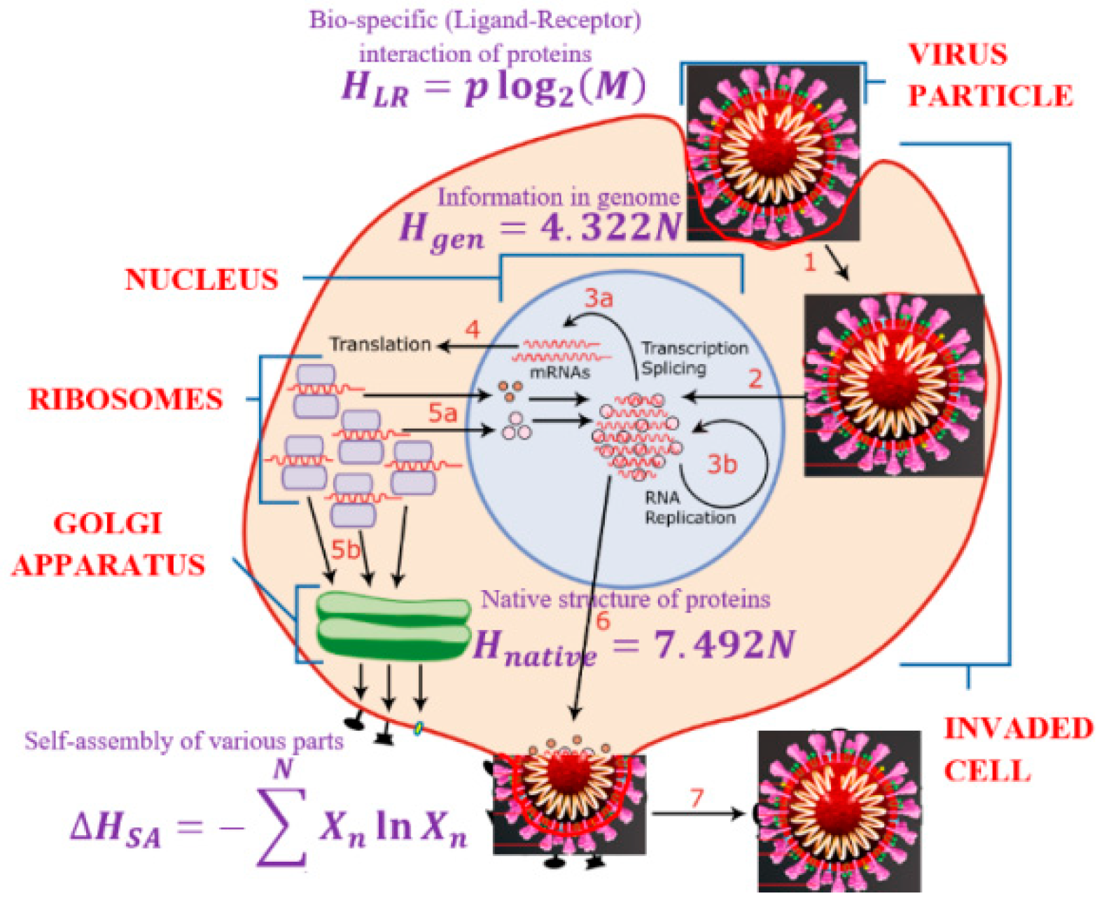 Entropy 23 00181 g002