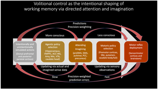 The Radically Embodied Conscious Cybernetic Bayesian Brain