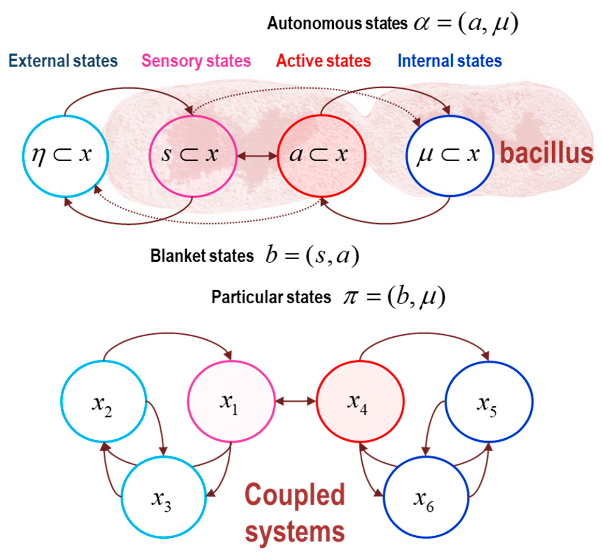 Entropy Free FullText Stochastic Chaos and Markov Blankets