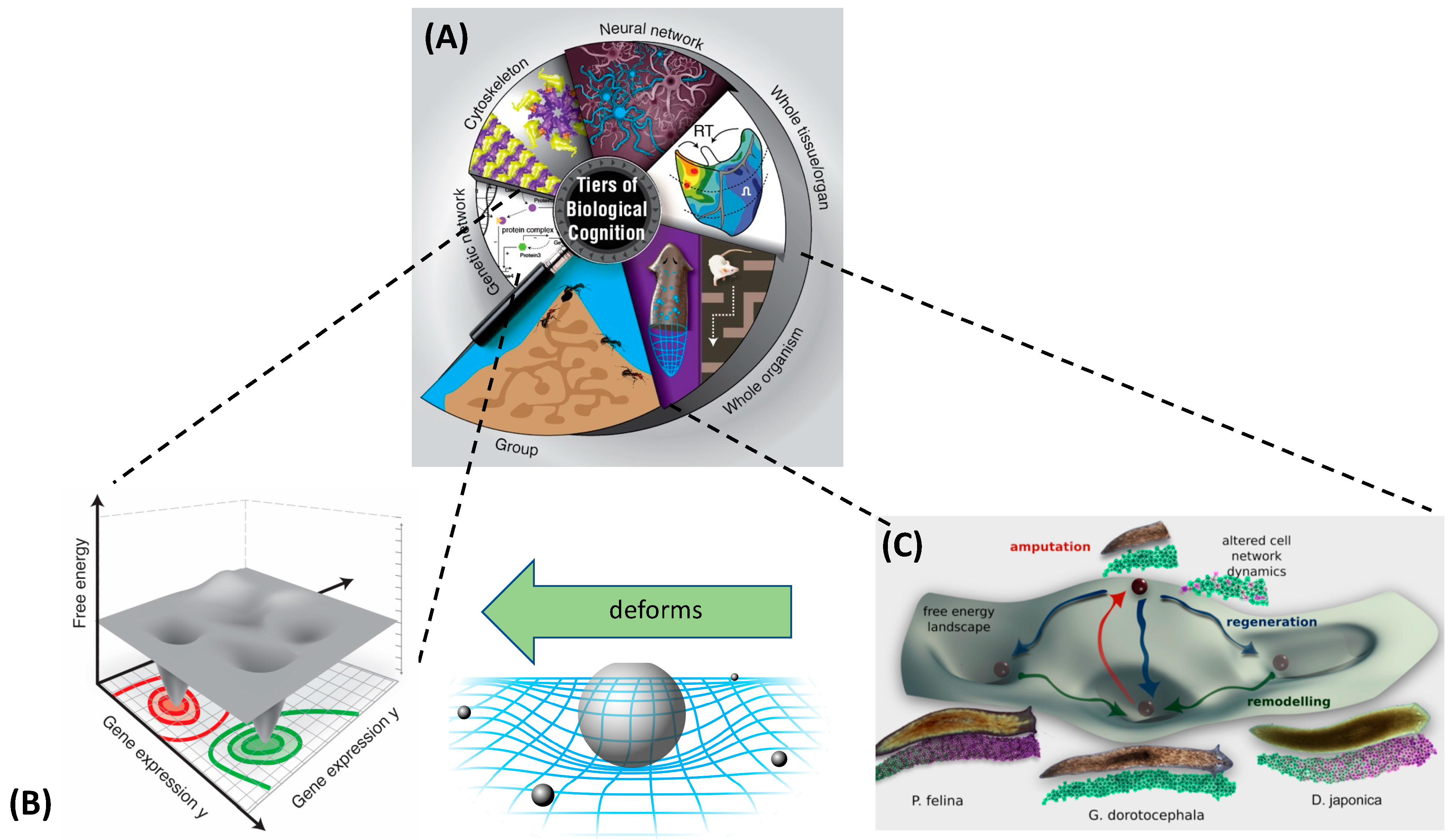 Physically defined long-term and short-term synapses for the development of  reconfigurable analog-type operators capable of performing health care  tasks