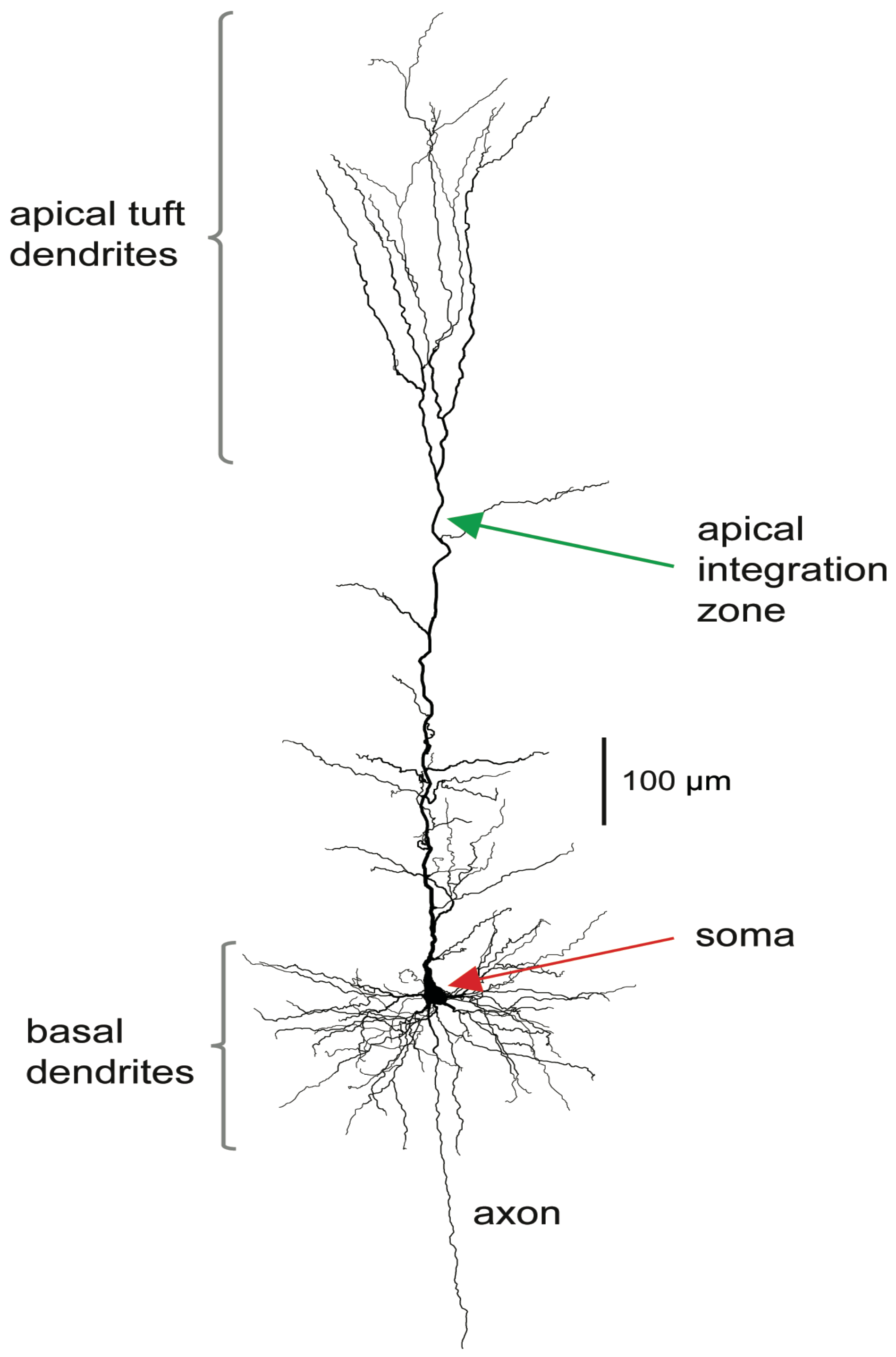 Dynamic compartmental computations in tuft dendrites of layer 5 neurons  during motor behavior