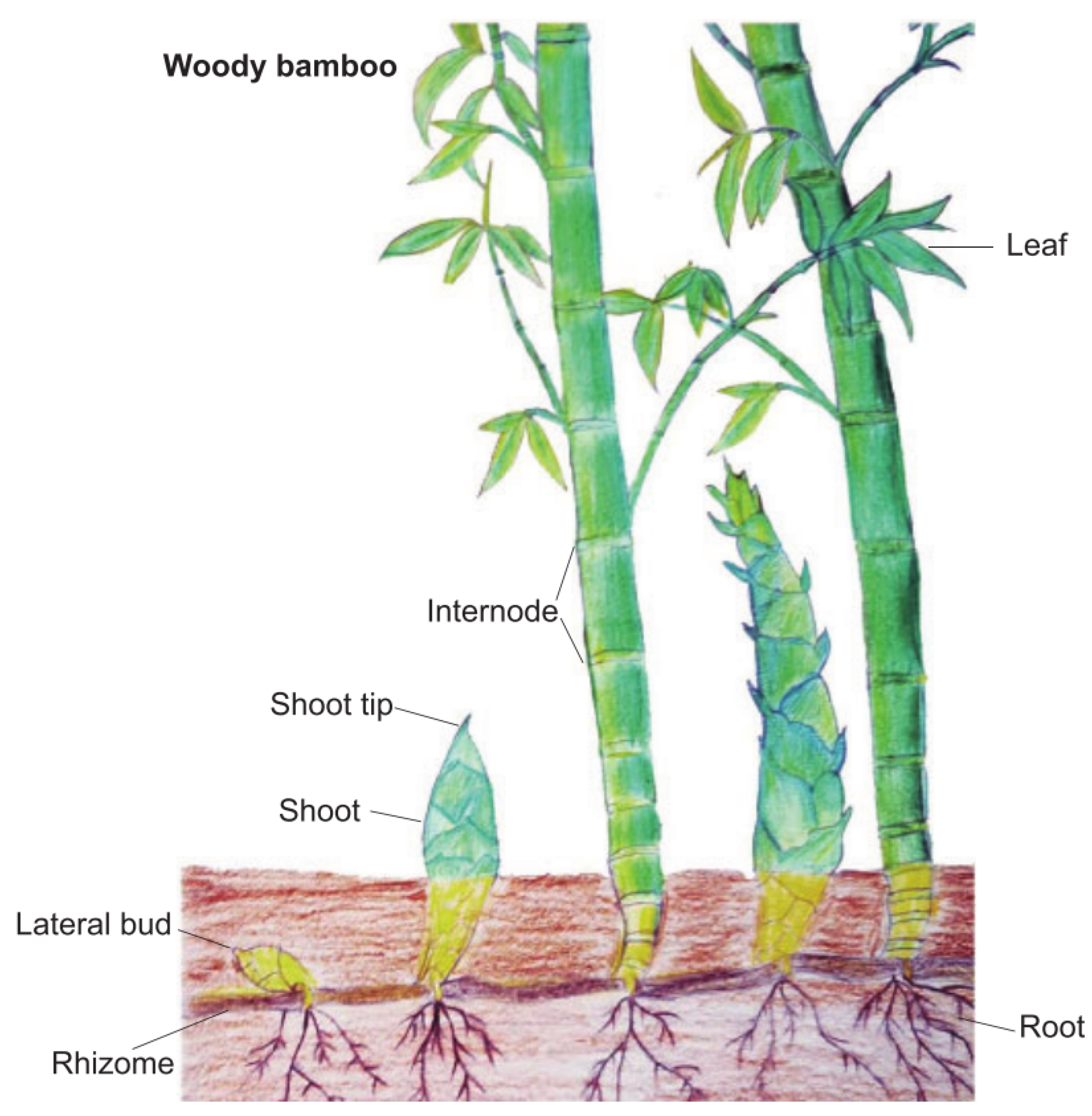 Entropy 25 00314 g001