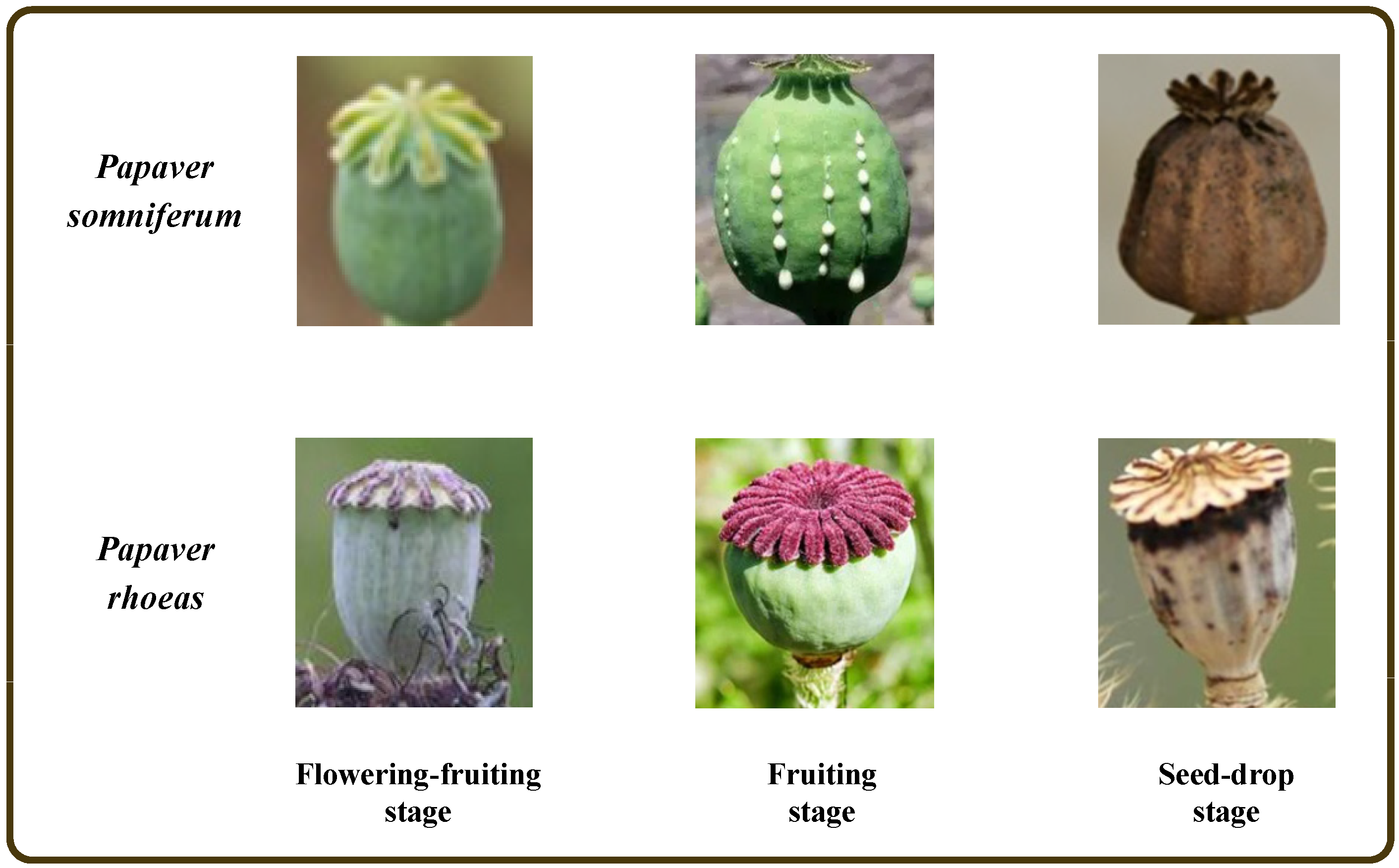 Entropy 25 00447 g001 Entropy 25 00447 g001