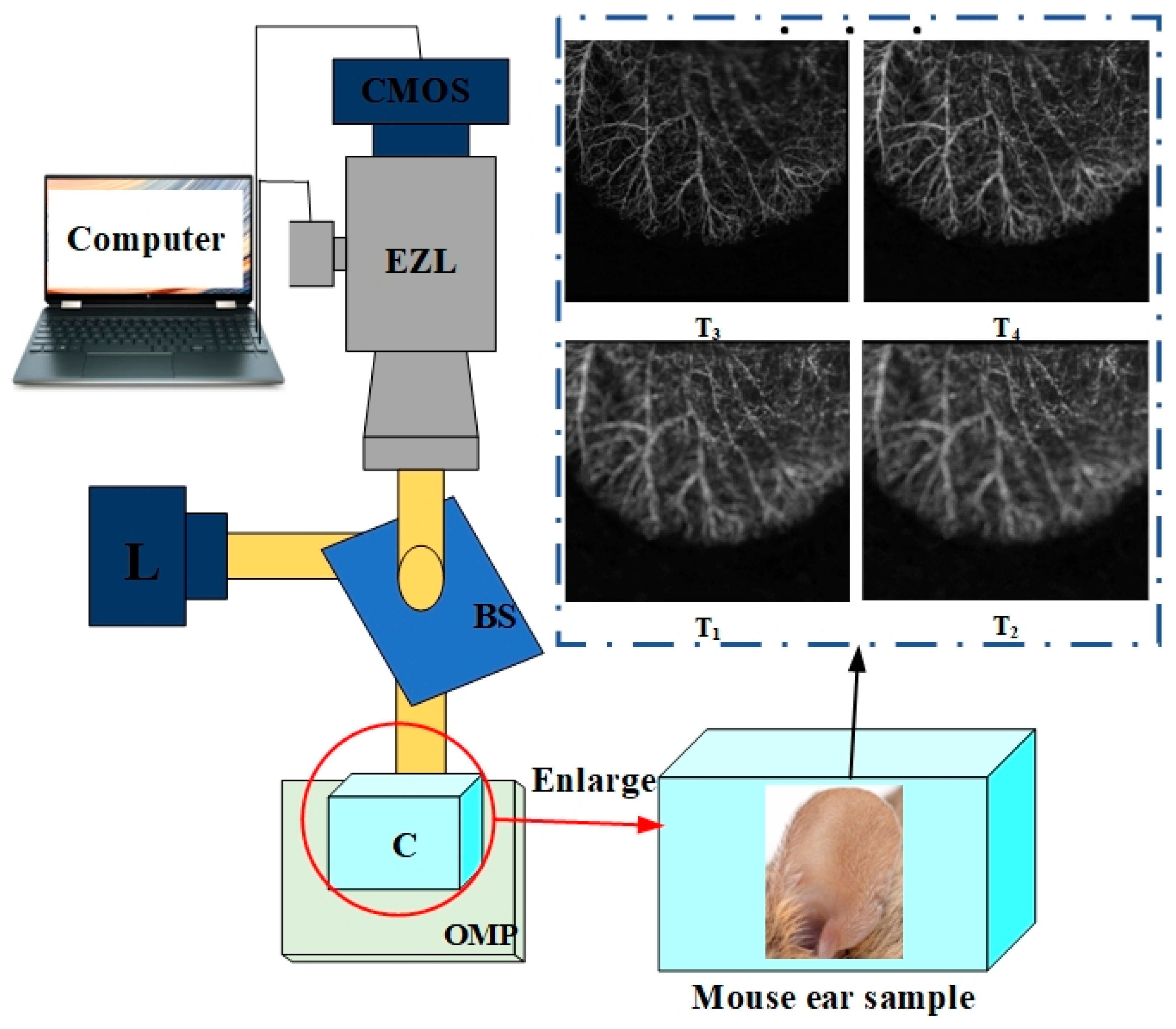 Entropy 25 00951 g001