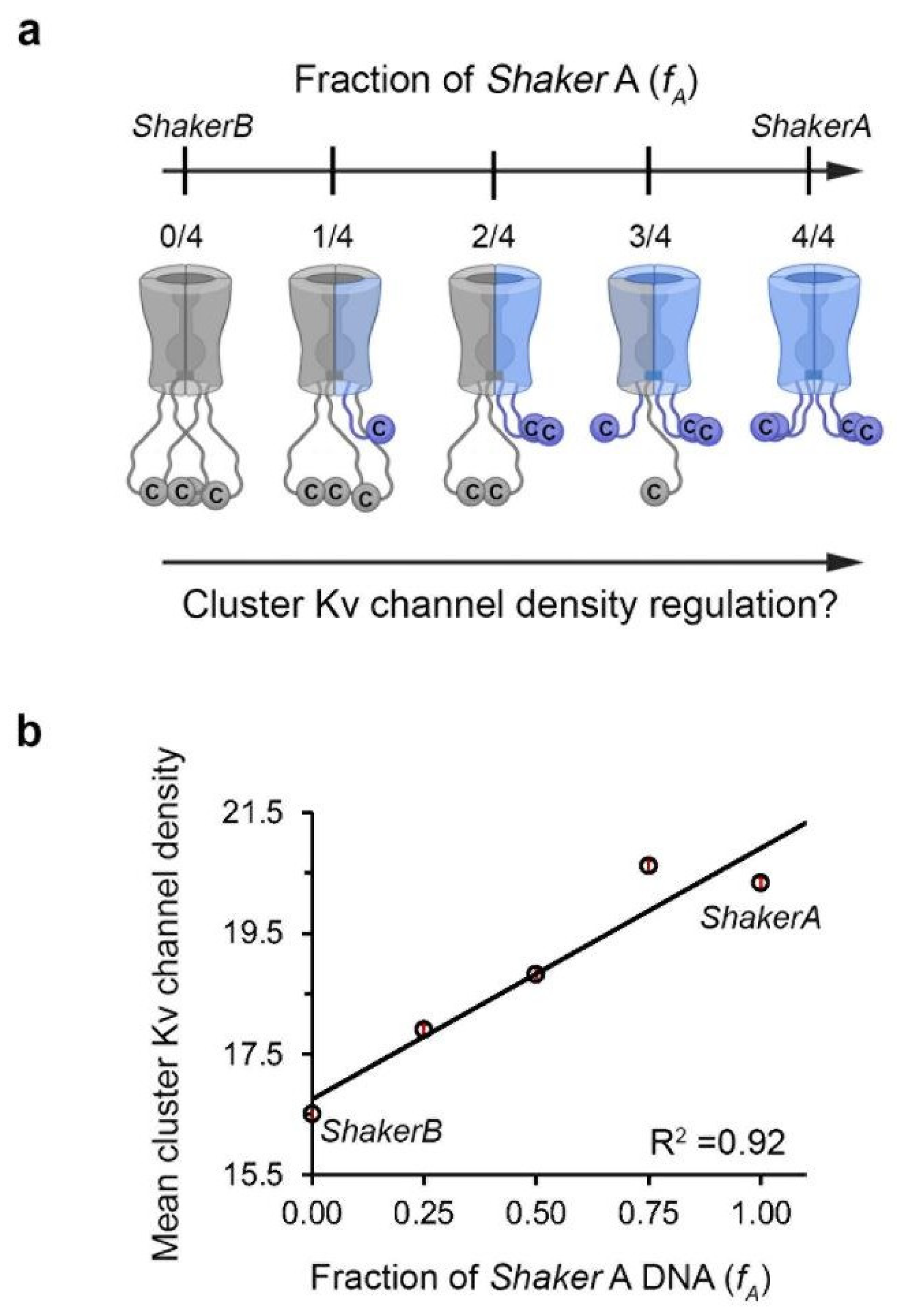 Entropy Free FullText It’s Time for Entropic Clocks The Roles of