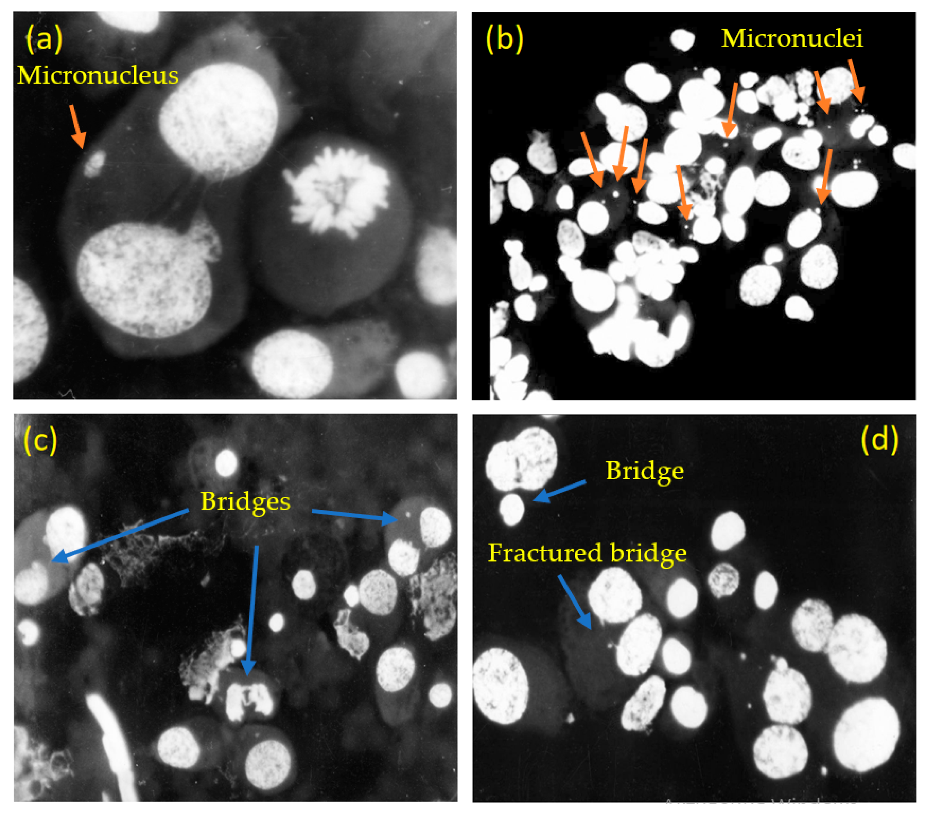 Entropy 26 00037 g005