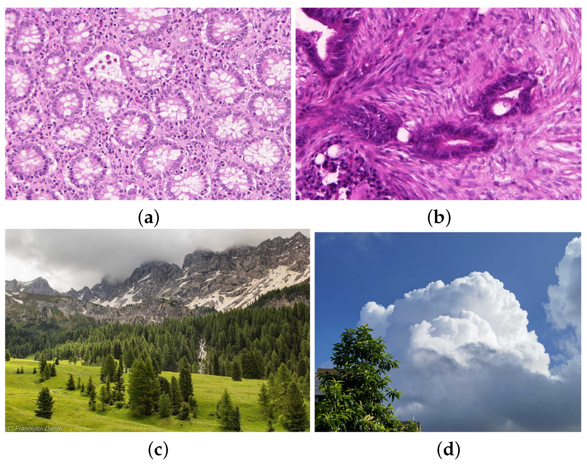 Entropy 26 00155 g001