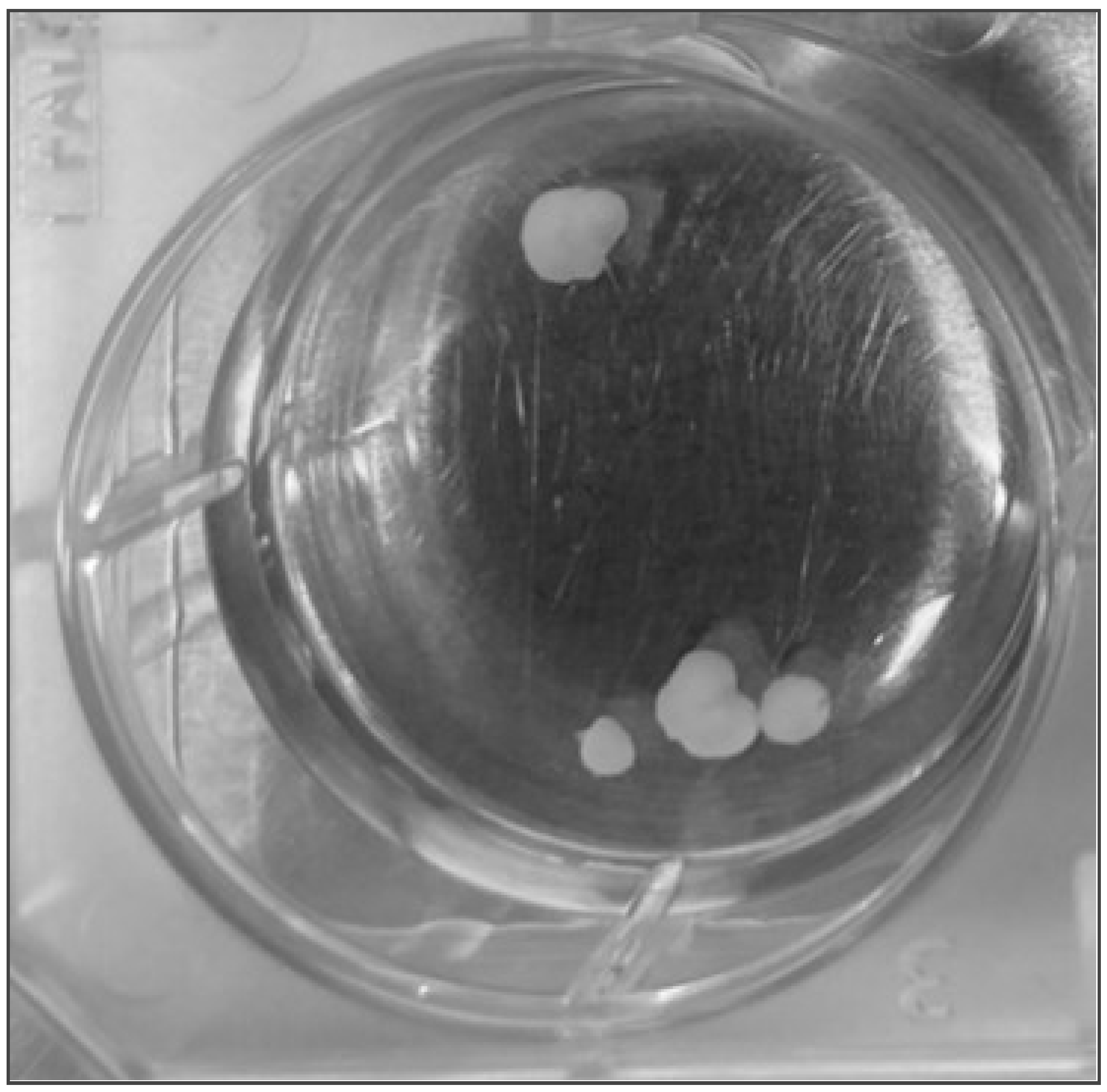 Entropy 26 00460 g004