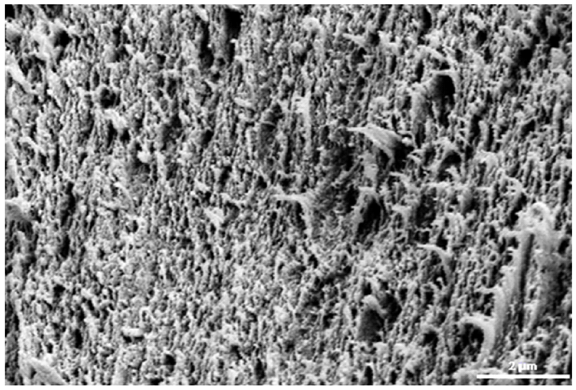 Entropy 27 00169 g004