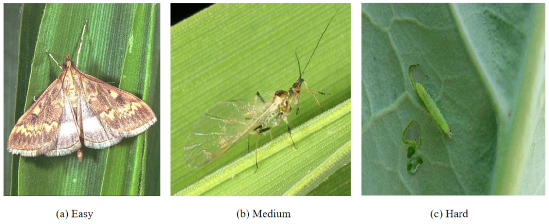 Entropy 27 01211 g002