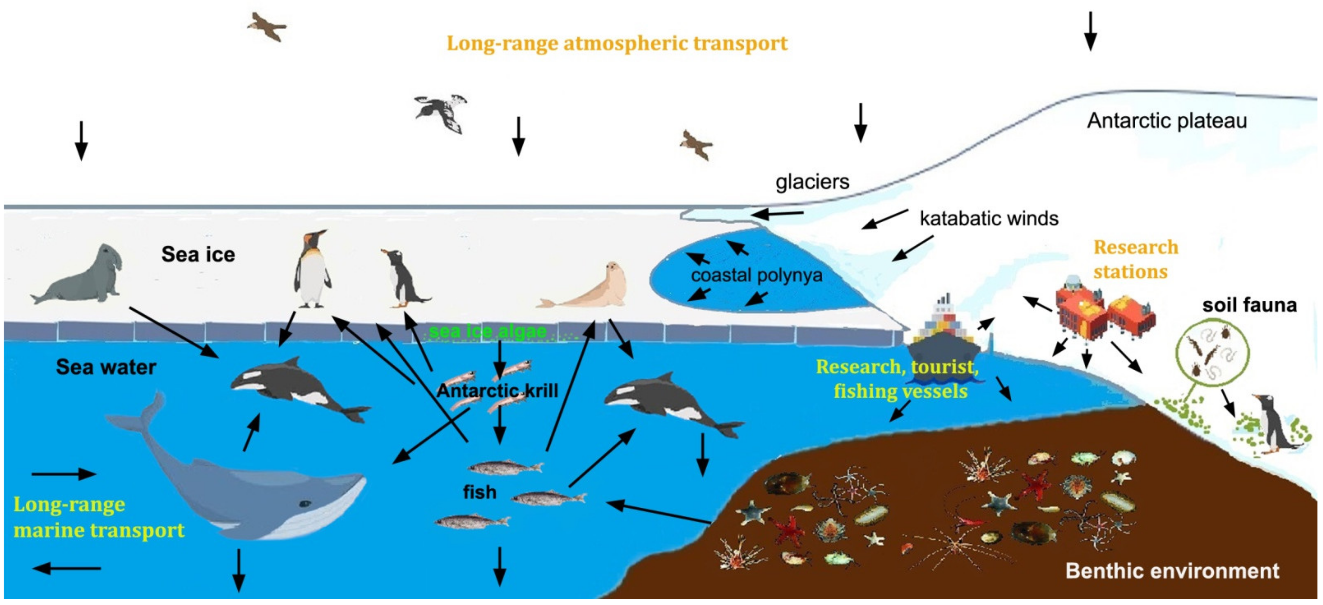 Long-term stability in the circumpolar foraging range of a Southern Ocean  predator between the eras of whaling and rapid climate change