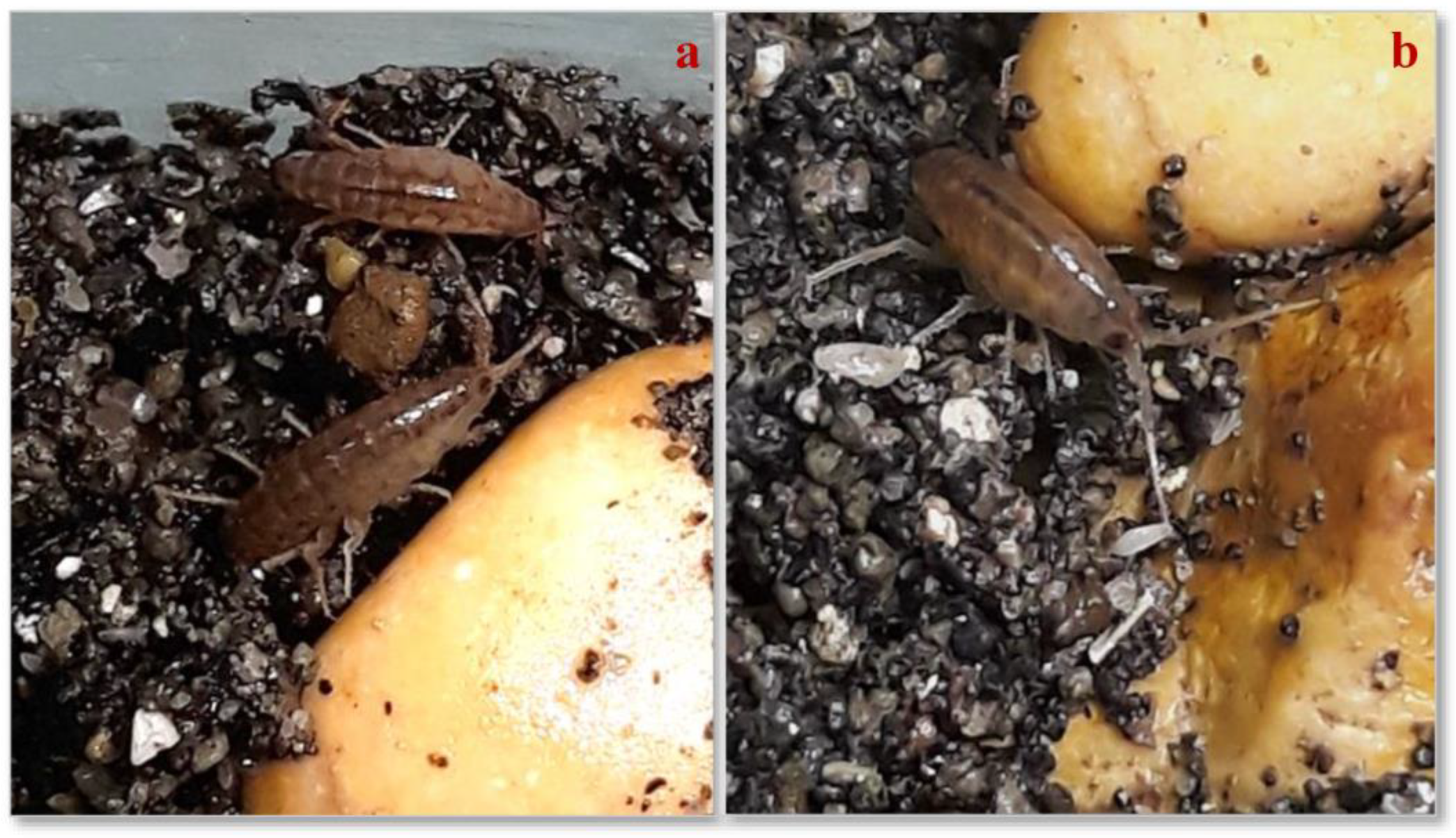 Environments 10 00115 g001 Environments 10 00115 g001